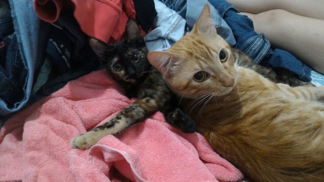 The Awesome Duo