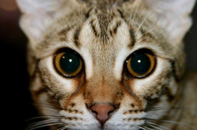 The Best Accidental Picture We Got of Emma the Camera Somehow Focused When She Ran Up to It .