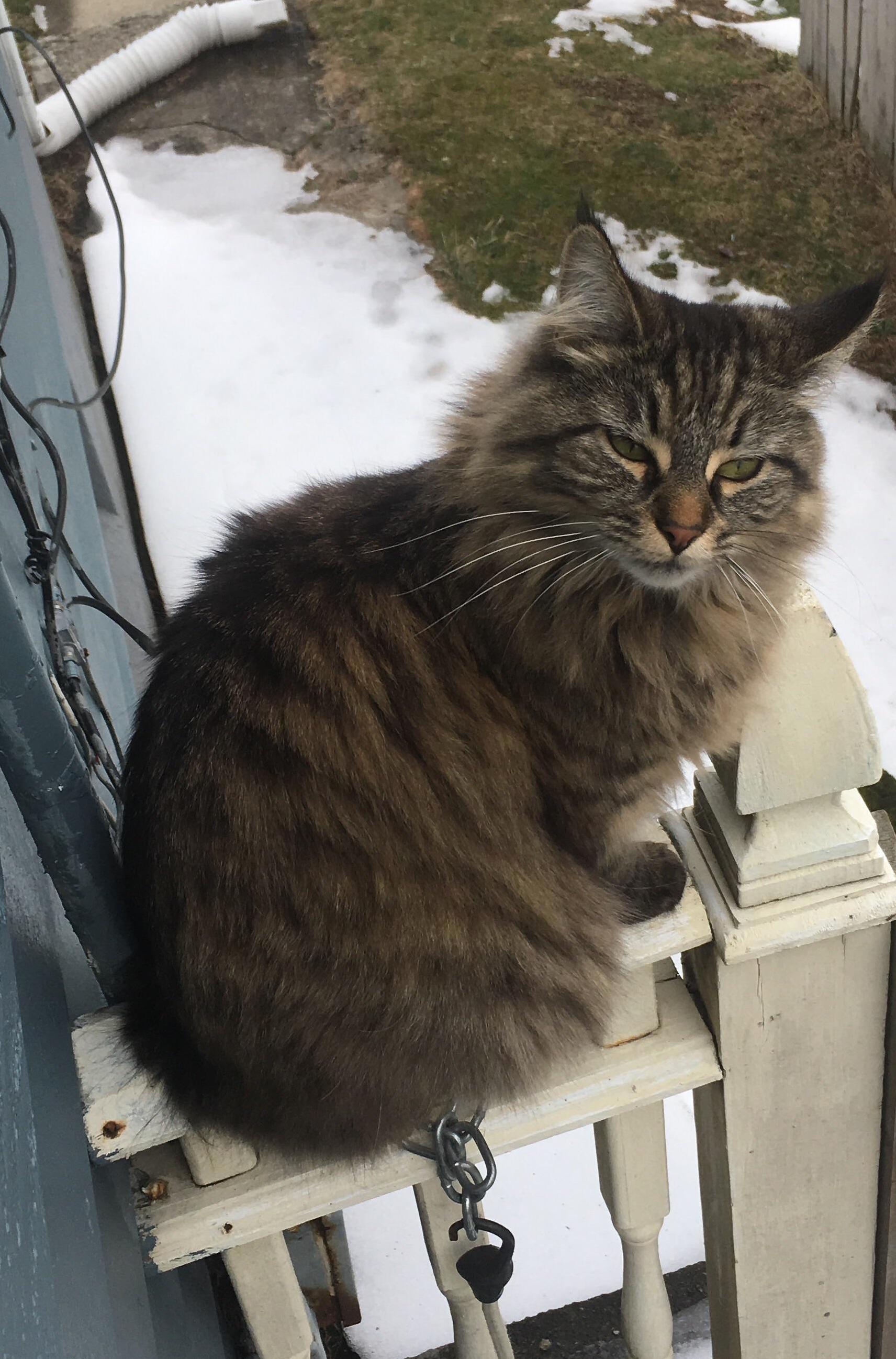 The Cold Cant Stop This Floof