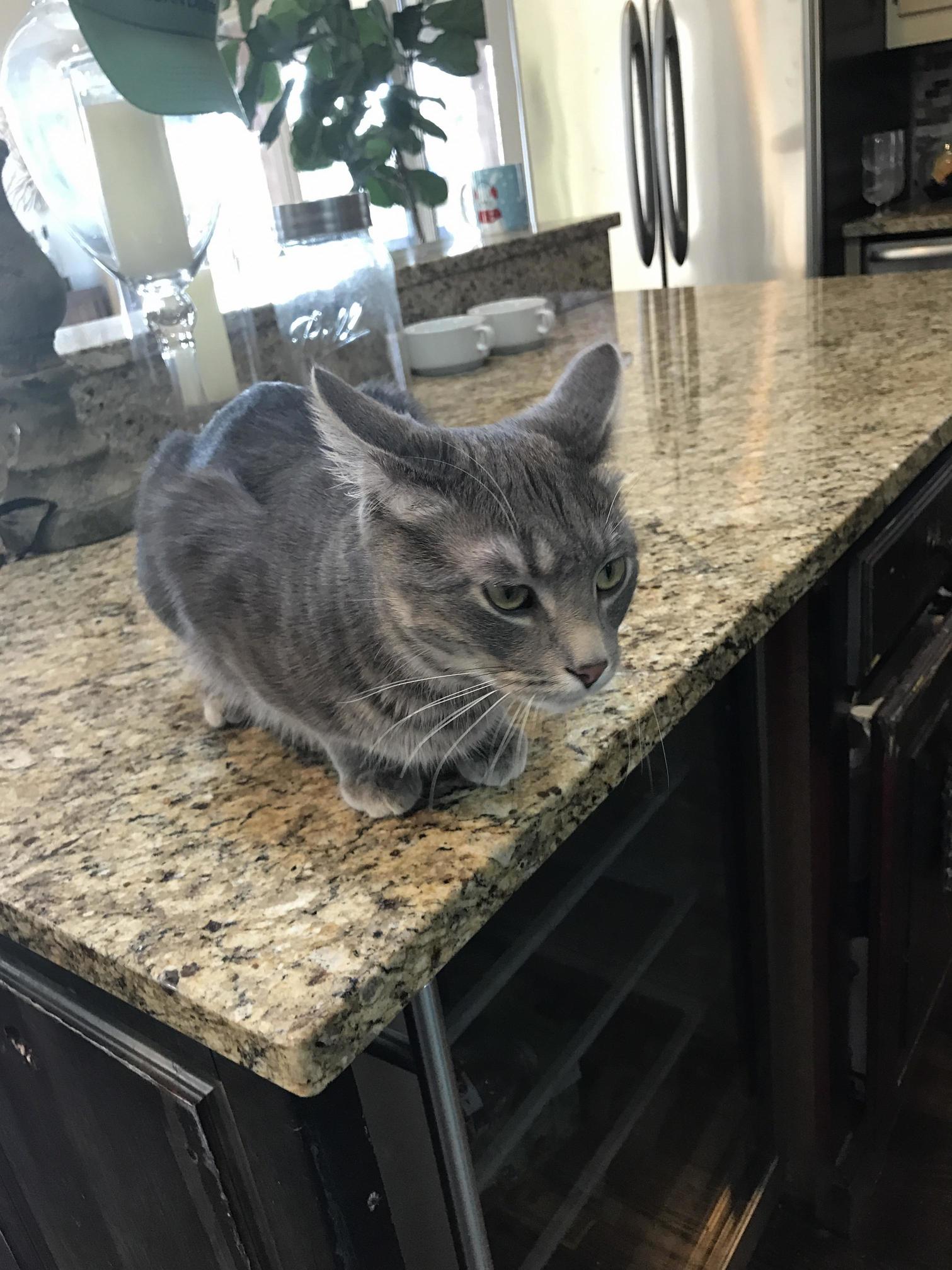 The Counter Hath Become His Domain X-post Raww