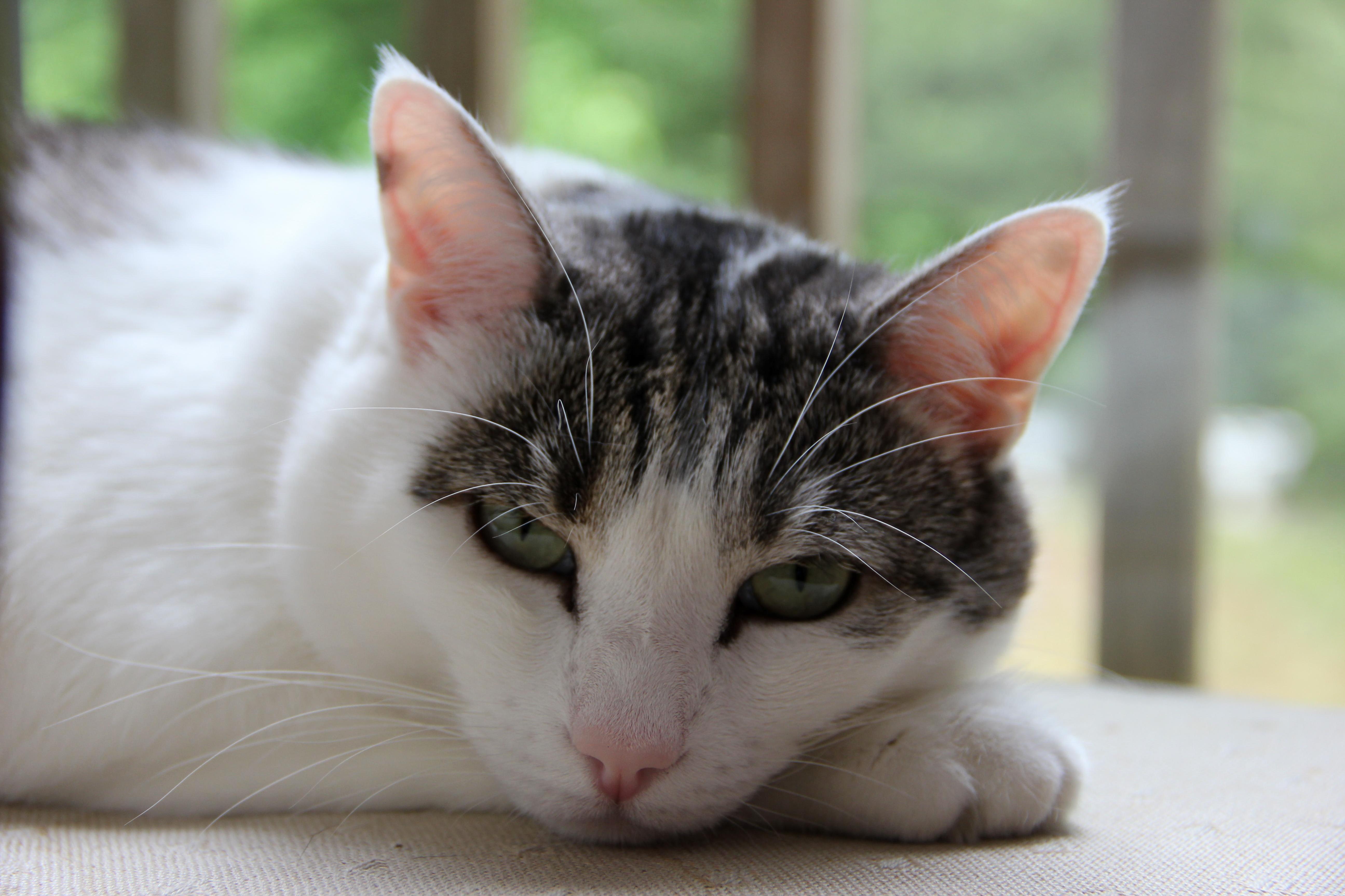The Friend Benevolent Mistress of Our House