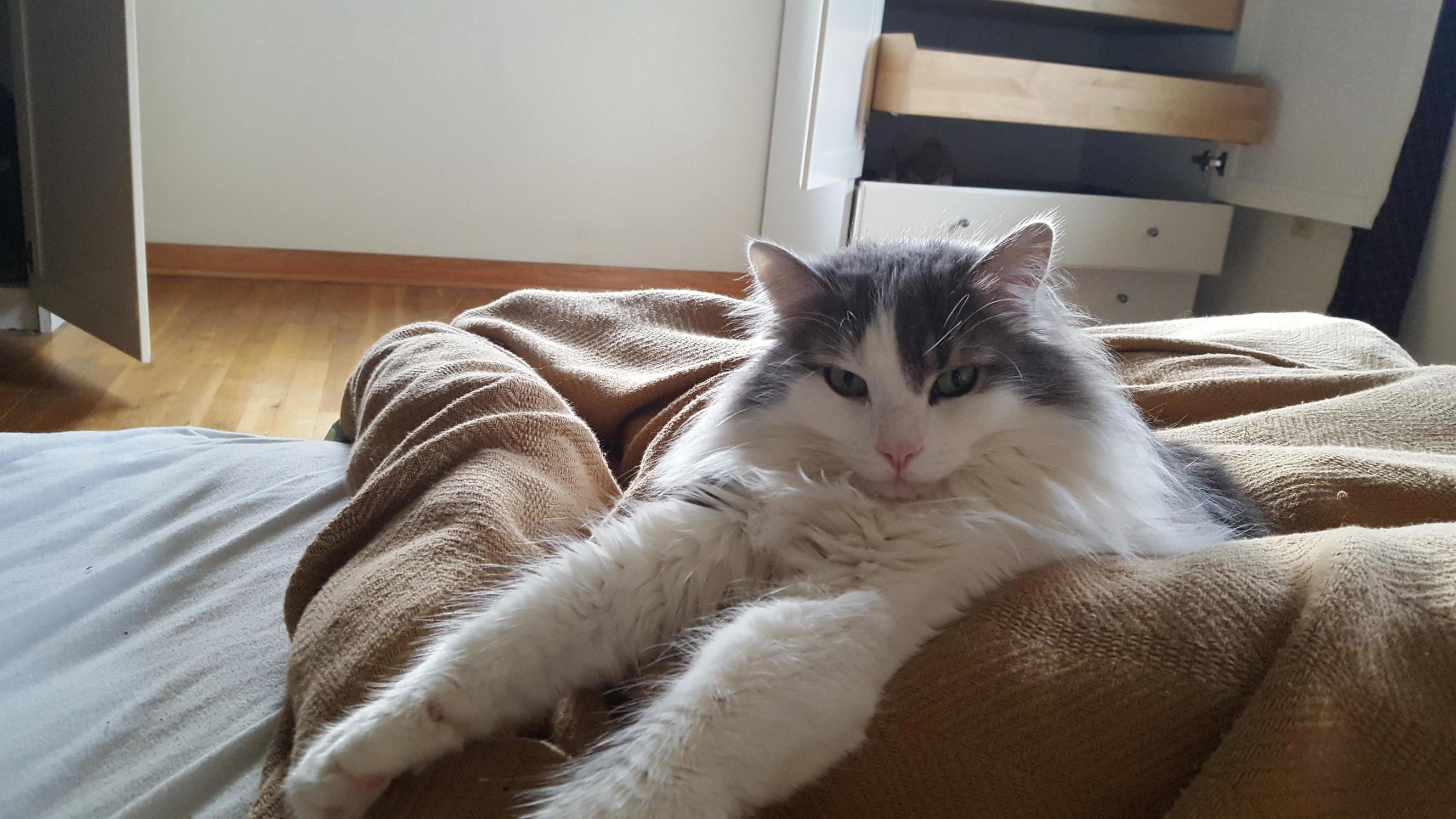 The Great Sphinx