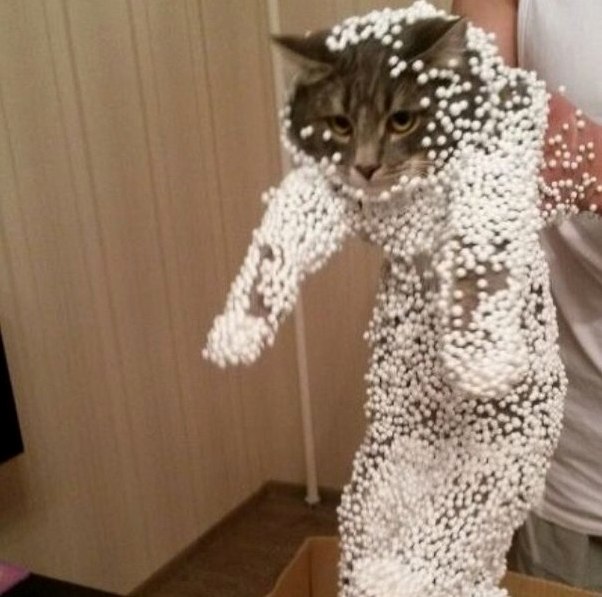 The Hazards of Being a Cat Who Loves Boxes.