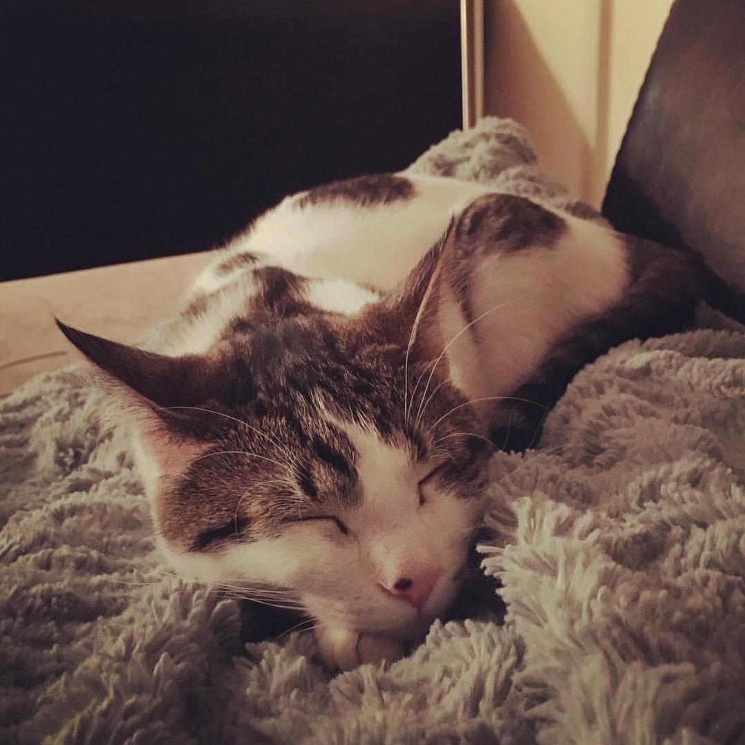 The Life of a Kitten Is Hard Work.