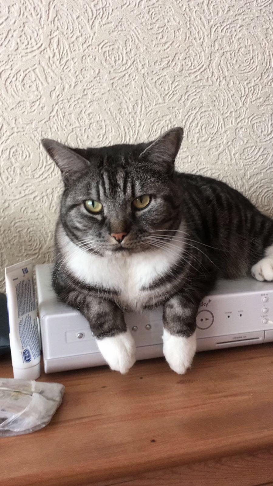 The Neighbours Cat Who Basically Lives with Us. We Called Him Tumblr