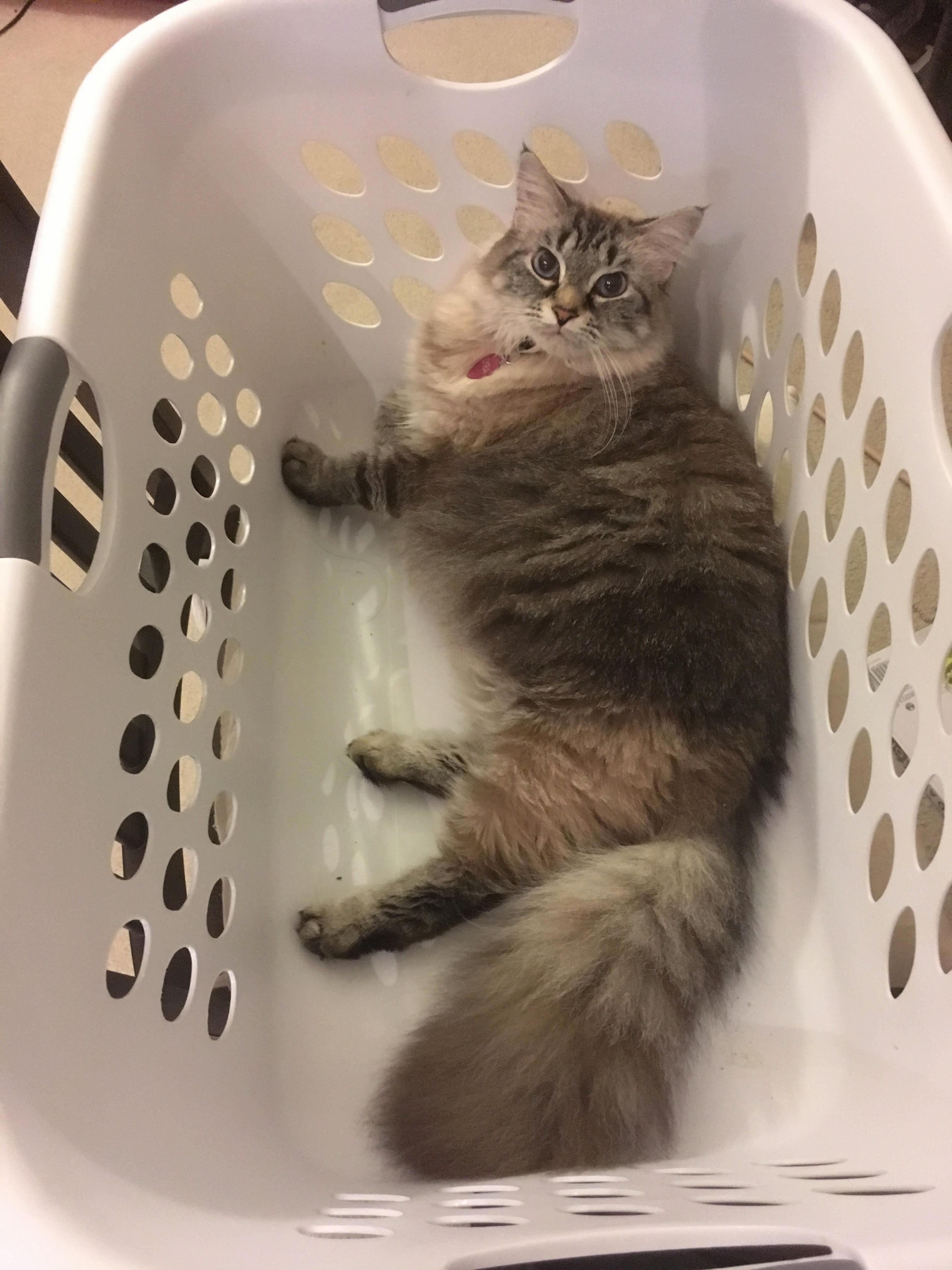 The Princess in Her Throne.