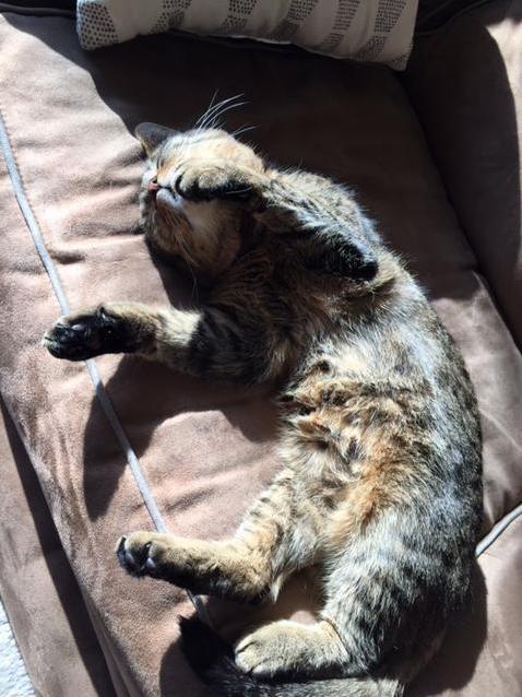 The Sunniest Belly