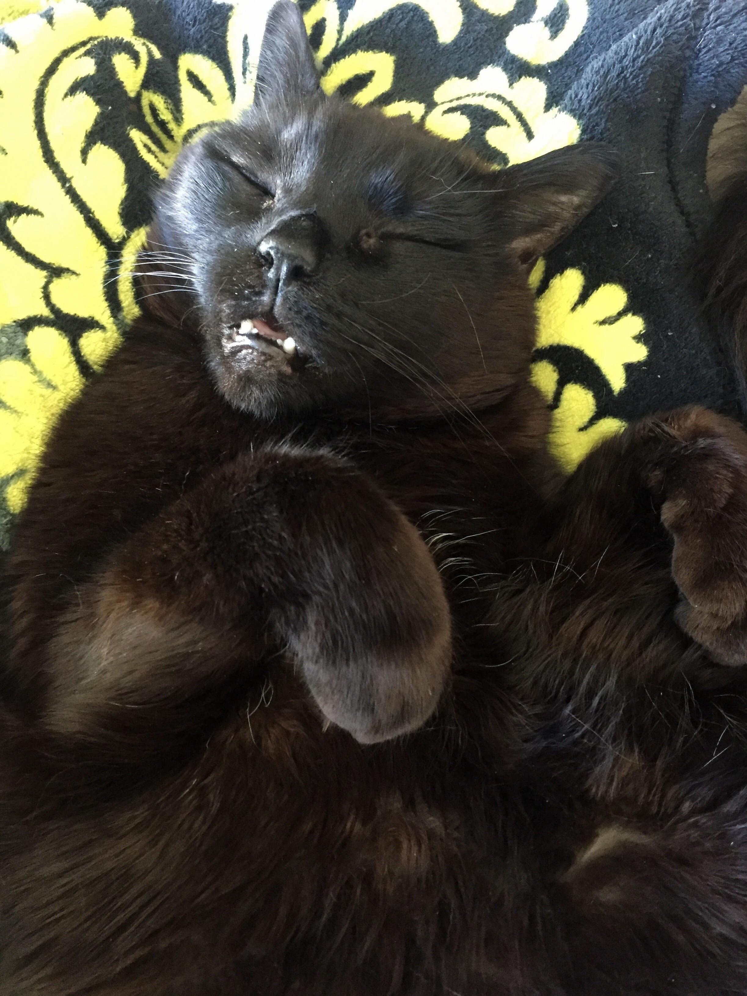 The Very Hard Life of an Indoor Cat