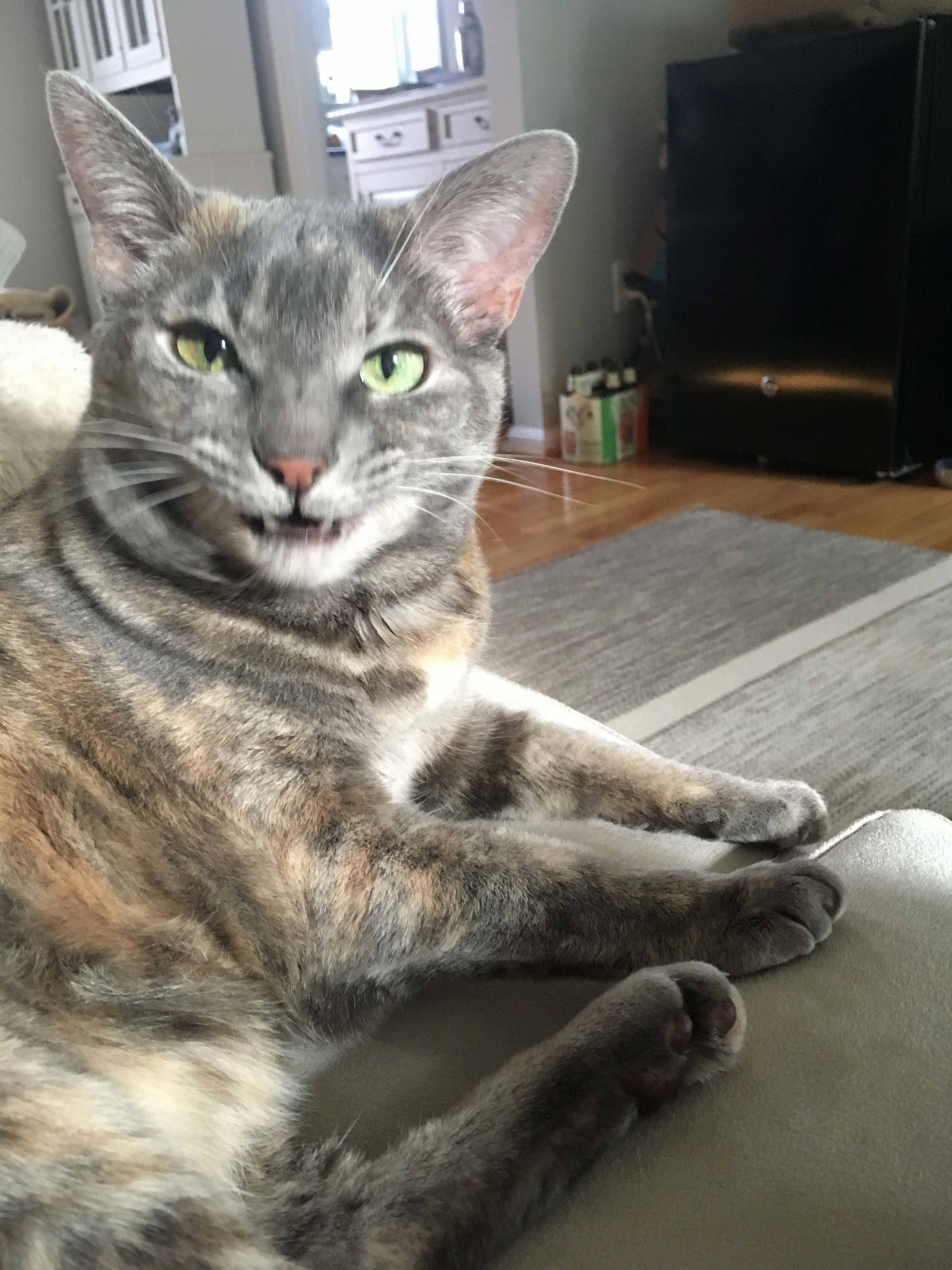 The Vet Sent Me Home with Drunk Cat and This Is the Best Shot I Can Get to Capture the Current Situation.