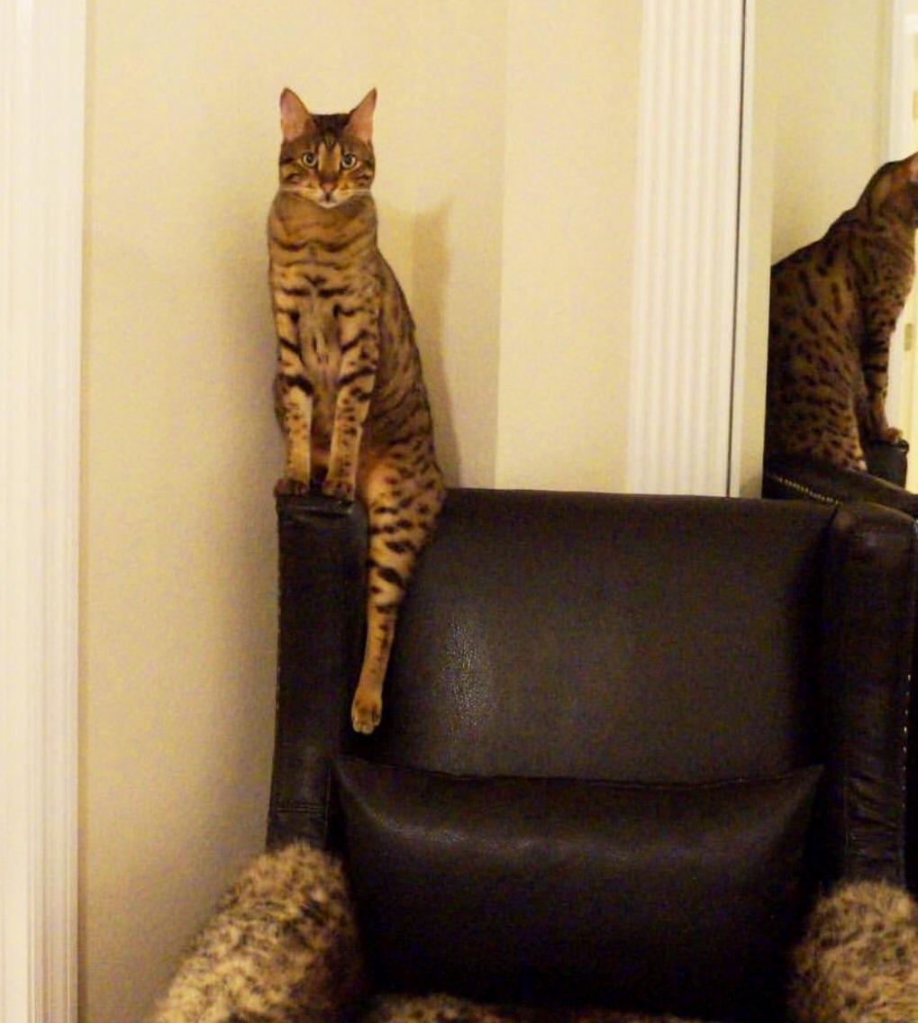 The Way This Cat Sits