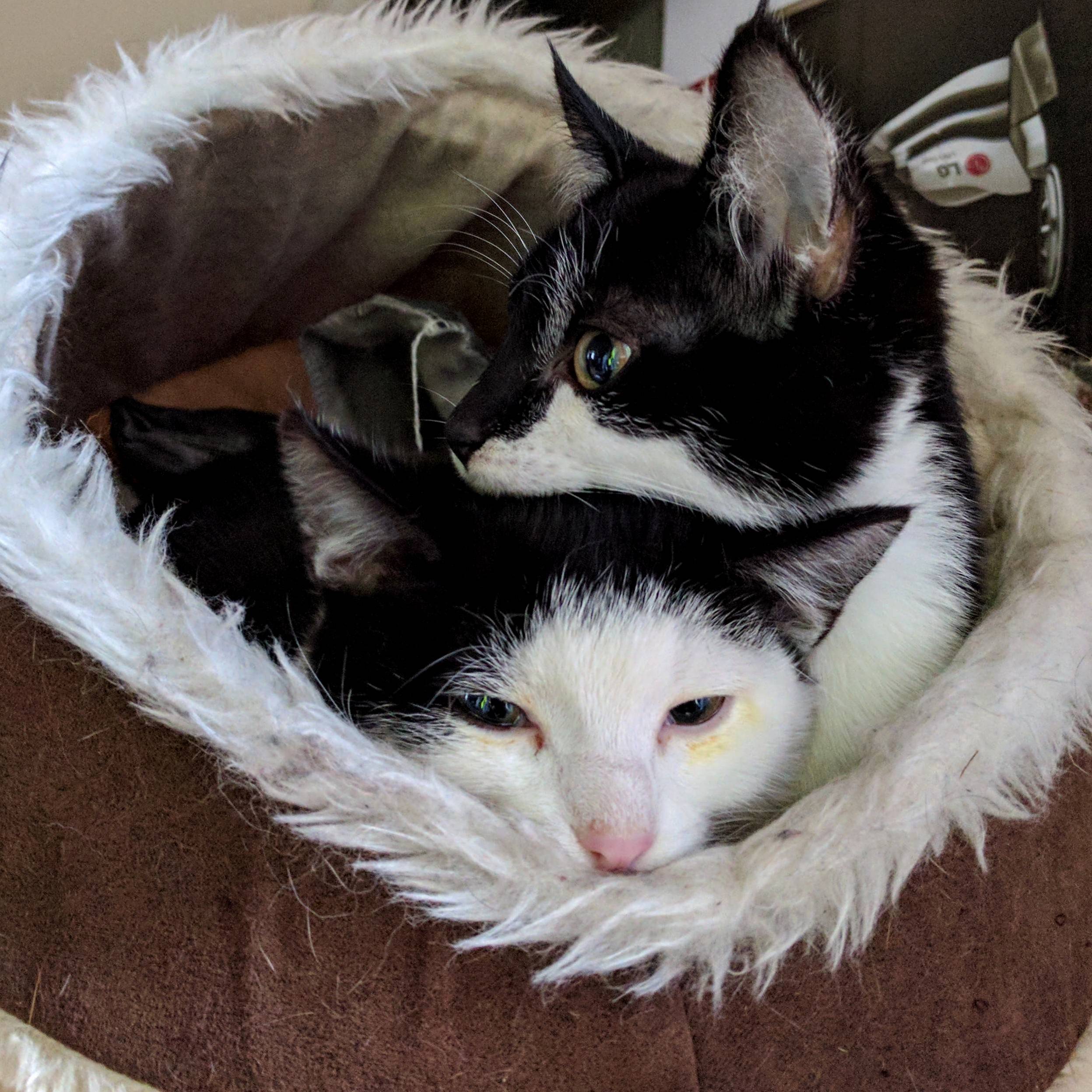 These 2 Were Found Stray by the Rspca Now Holidaying at Ours Before Being Rehomed