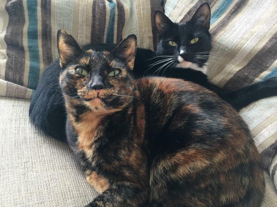 These Are My Cute Little Babies Pixie Front and Binx Back Pixie Is Binxs Mum and Normally They Hate Each Other Apart from a Very Rare Occasion When They Stop to Have a Snuggle Like Pictured.
