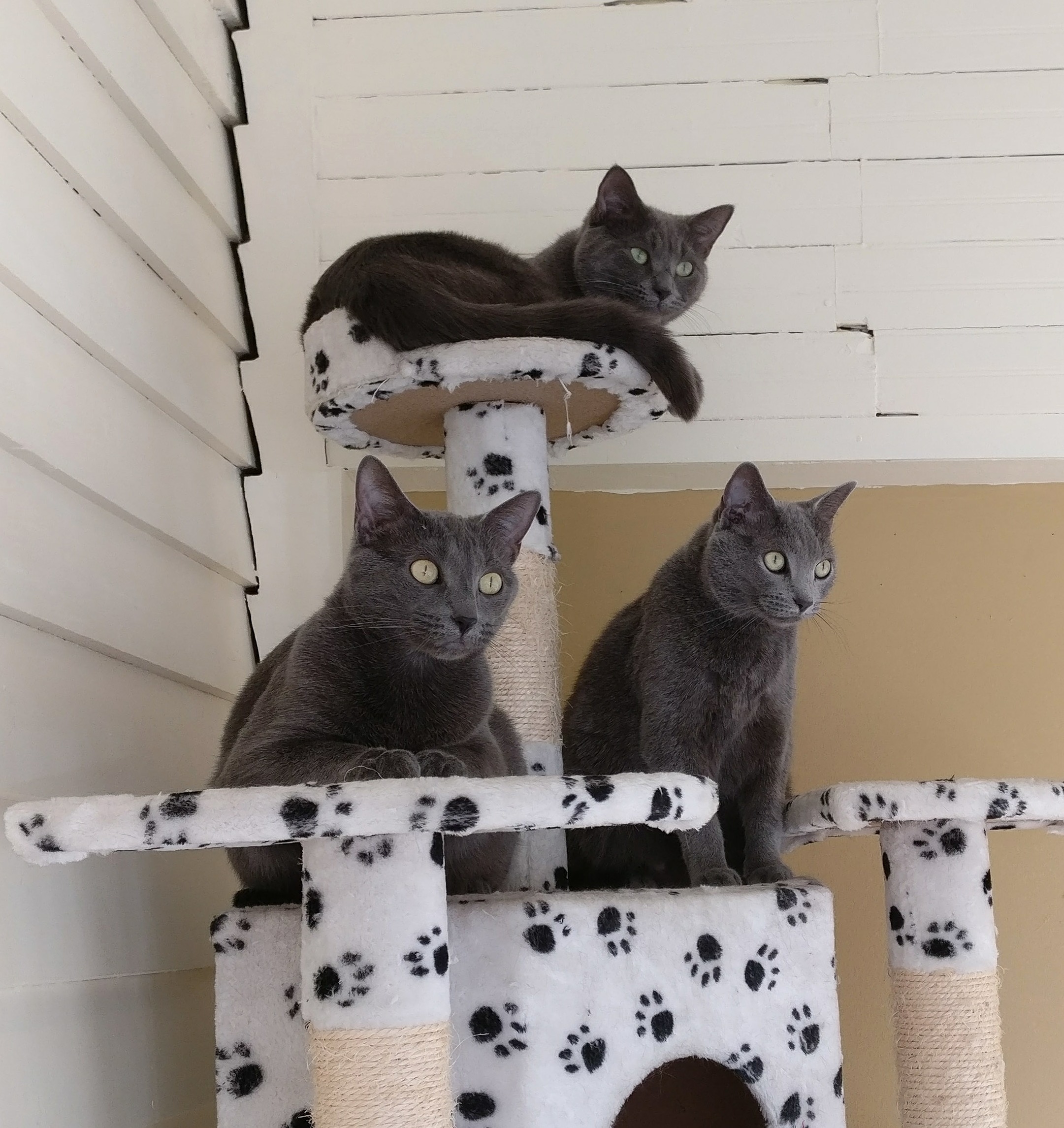 These Sweet Girls Love the Sunroom