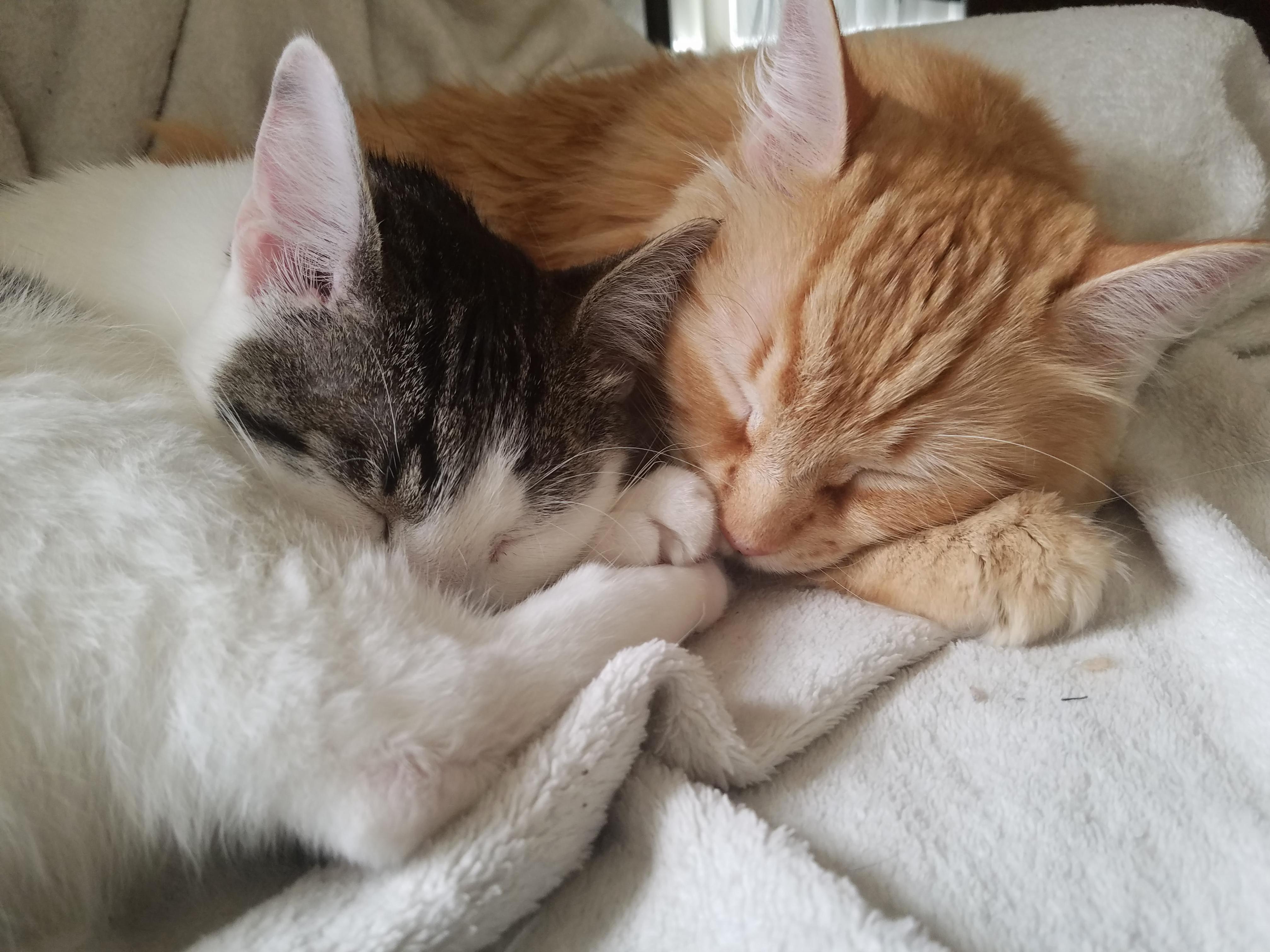 These Two Are Too Cute to Handle Sometimes
