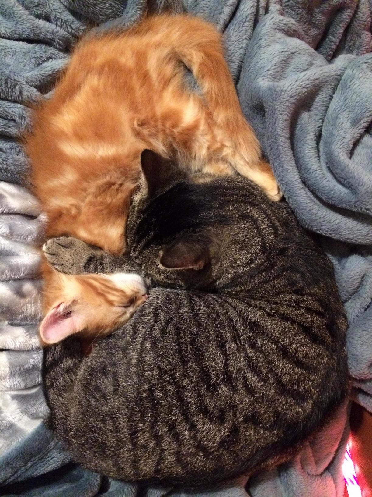 They Fell Asleep While Wrestling