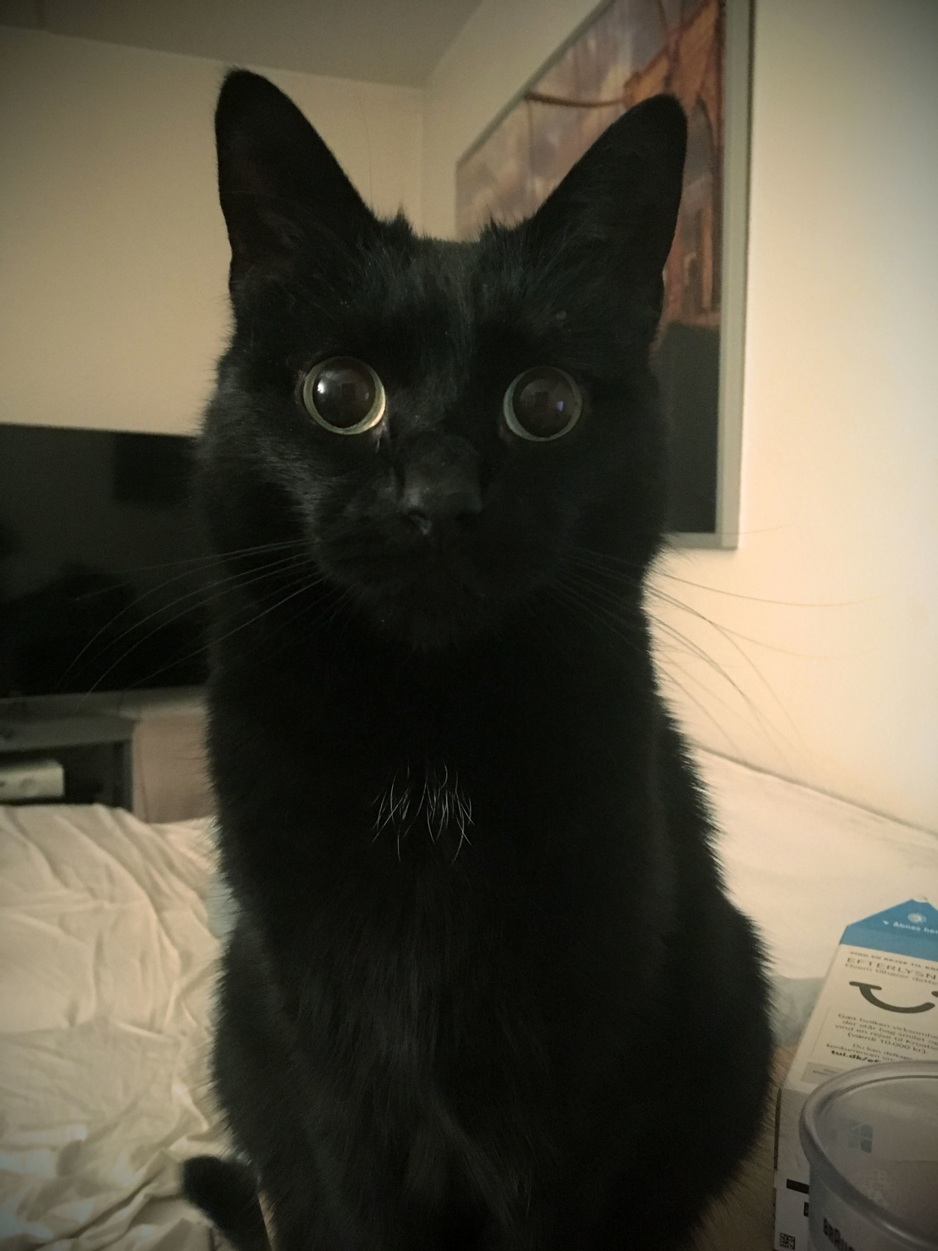 This Adorable Idiot Just Sits on My Desk Staring Me Down for Hours Before Her Feeding Time.