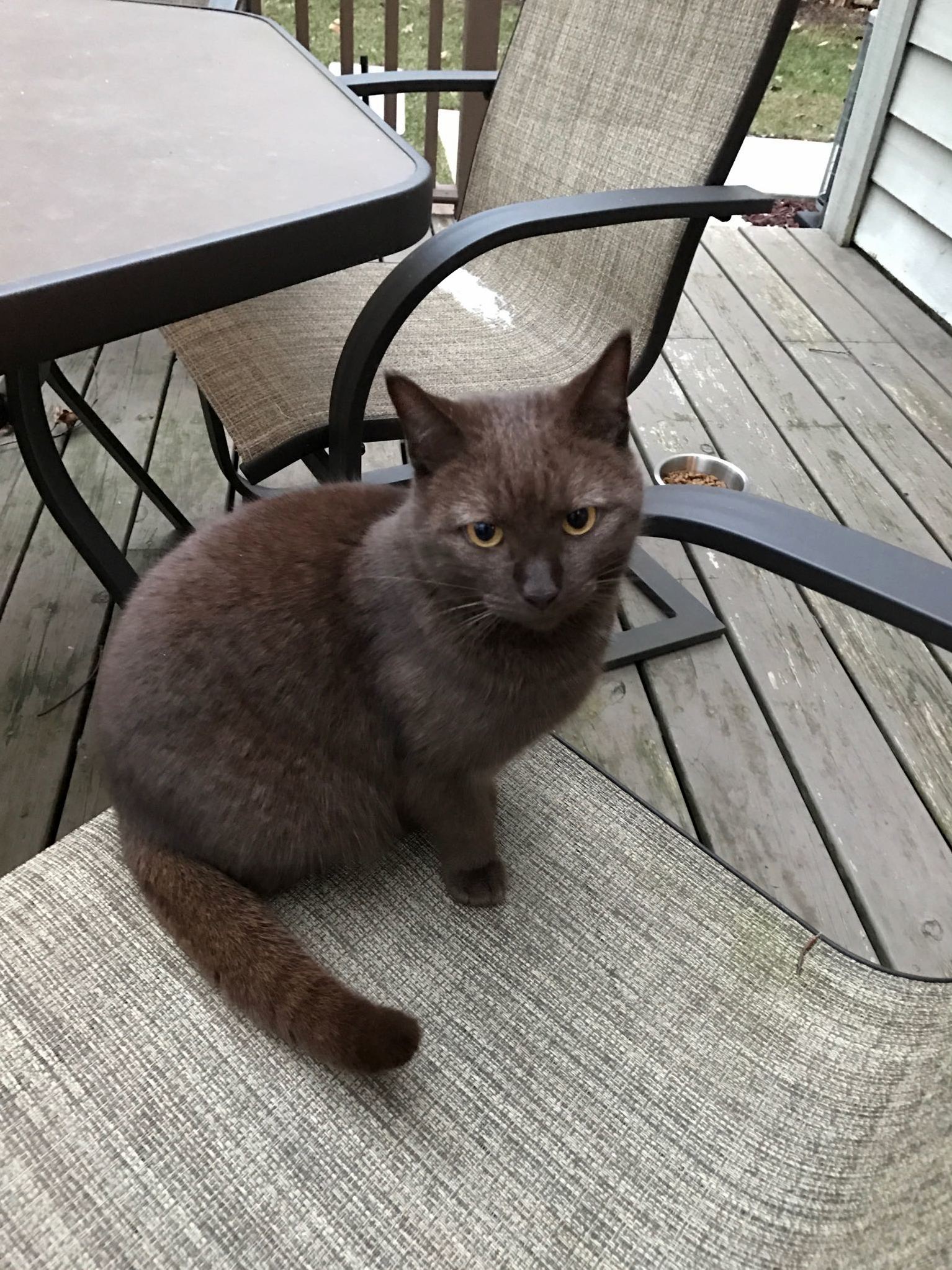 This Brown Beauty Is Hazel a Neighbor Cat That Likes to Visit Us