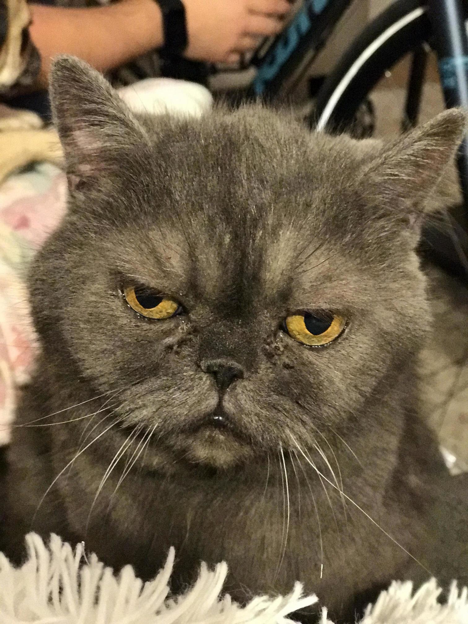 This Cat Hates Me and Life.