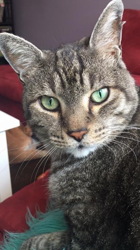 This Edward Hes Currently at the Animal Hospital. Hes a Social Butterfly and the Vet Techs Are Going Crazy Over Him.