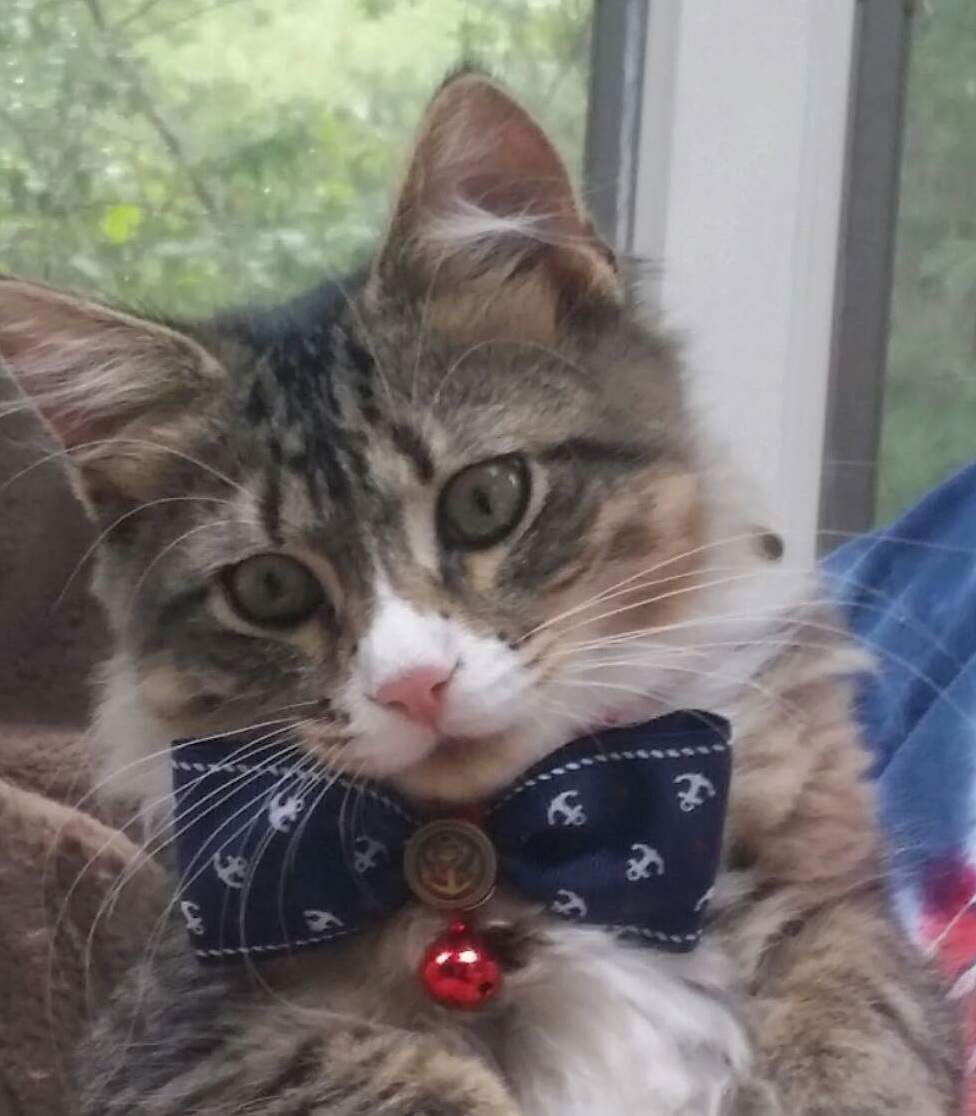 This Is Captain Jack Sparrow. Hes Afraid of Cypress Hill