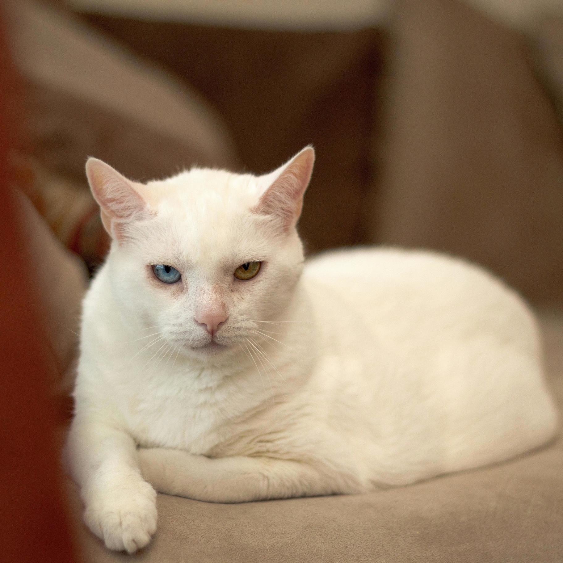 This Is Crystal Celebrating Her 14th Birthday. Old Wise and Regal Af.