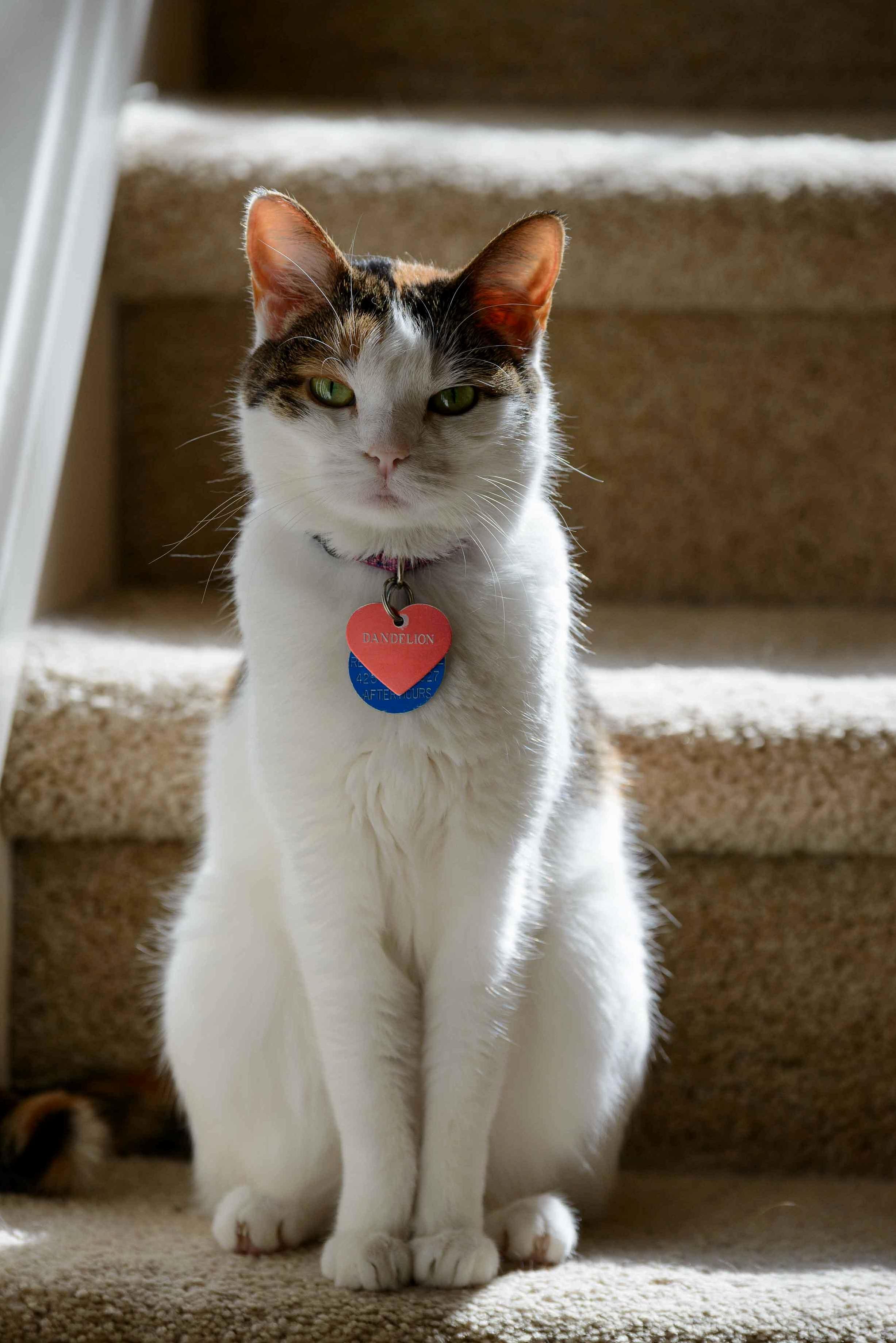 This Is Dandelion
