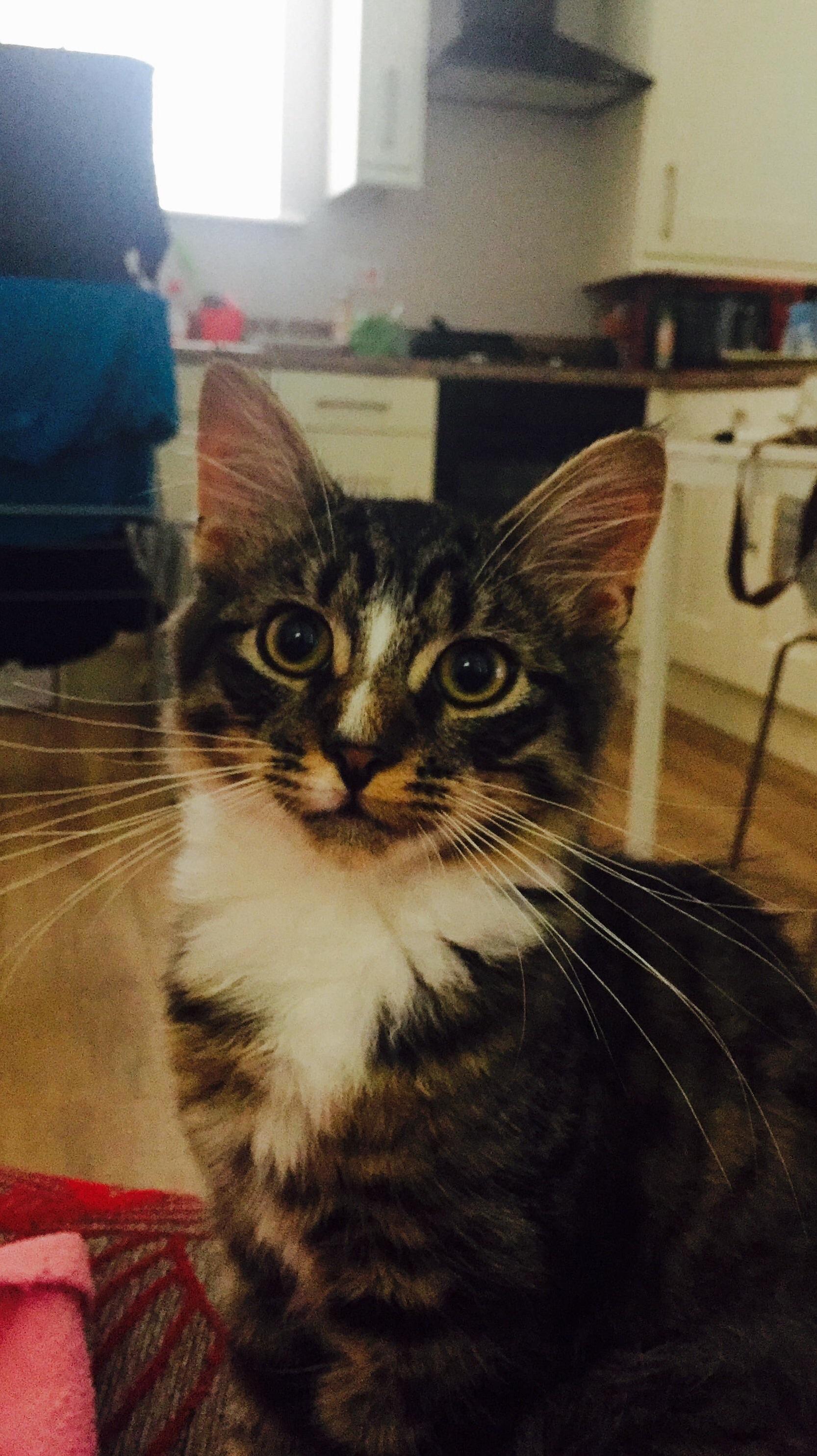 This Is Enzo We Rescued Him from Cats Protection. He Asked Me to Share This Photo.