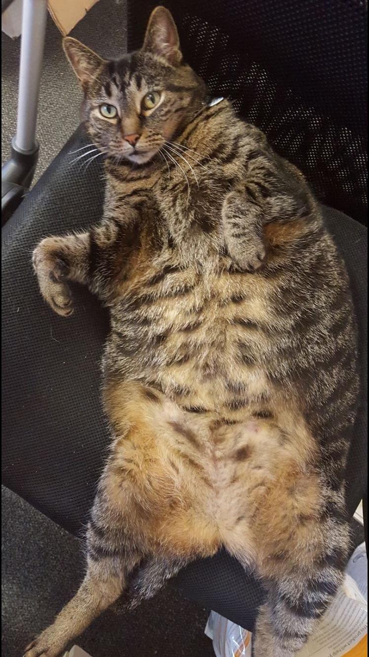 This Is Fat Kylie the Office Cat on Her Weight Loss Journey