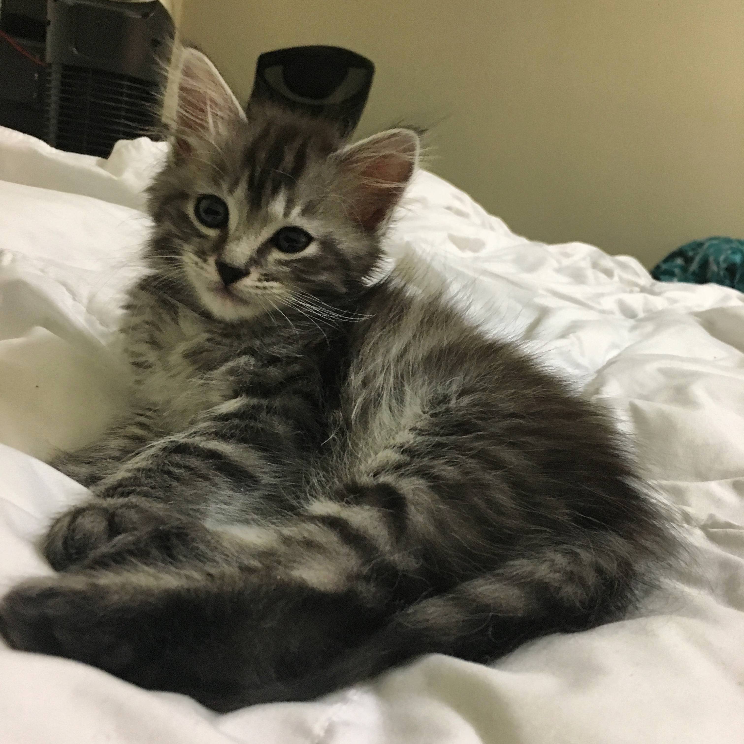 This Is Ghost. He Has 26 Toes