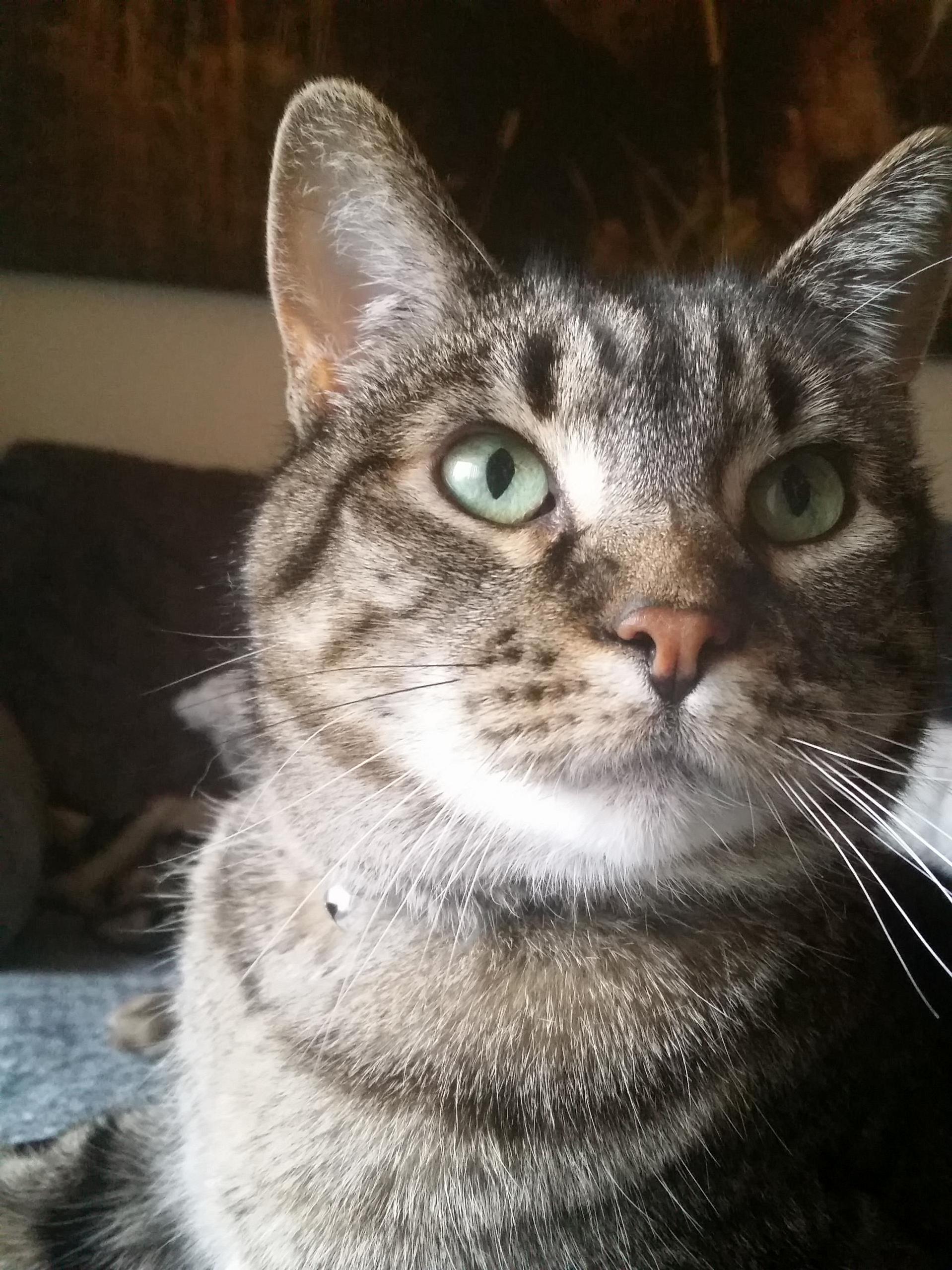 This Is Linus Hes My Foxy Grandpa Cat