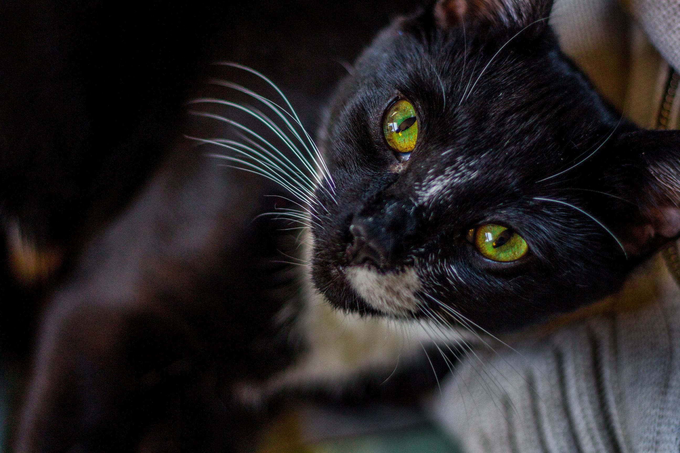 This Is Lio My Handsome 1yo Rescued at 6 Months from Malnutrition and Parasites Vet Gave Me 7030 Odds