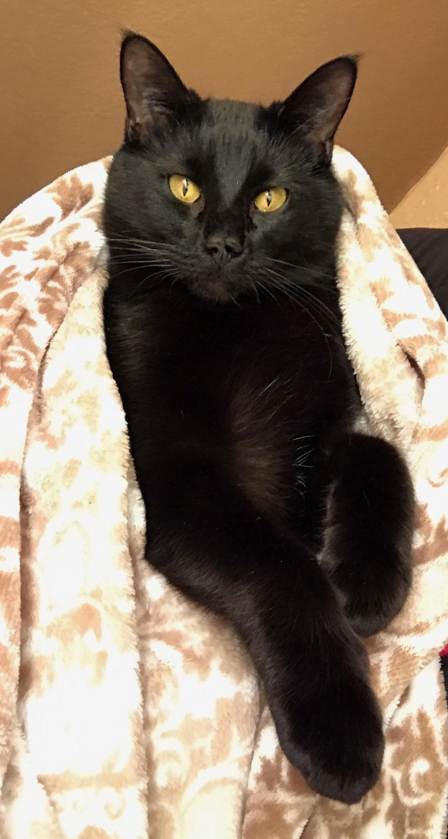 This Is My Favorite Picture of My Cat Jamison.