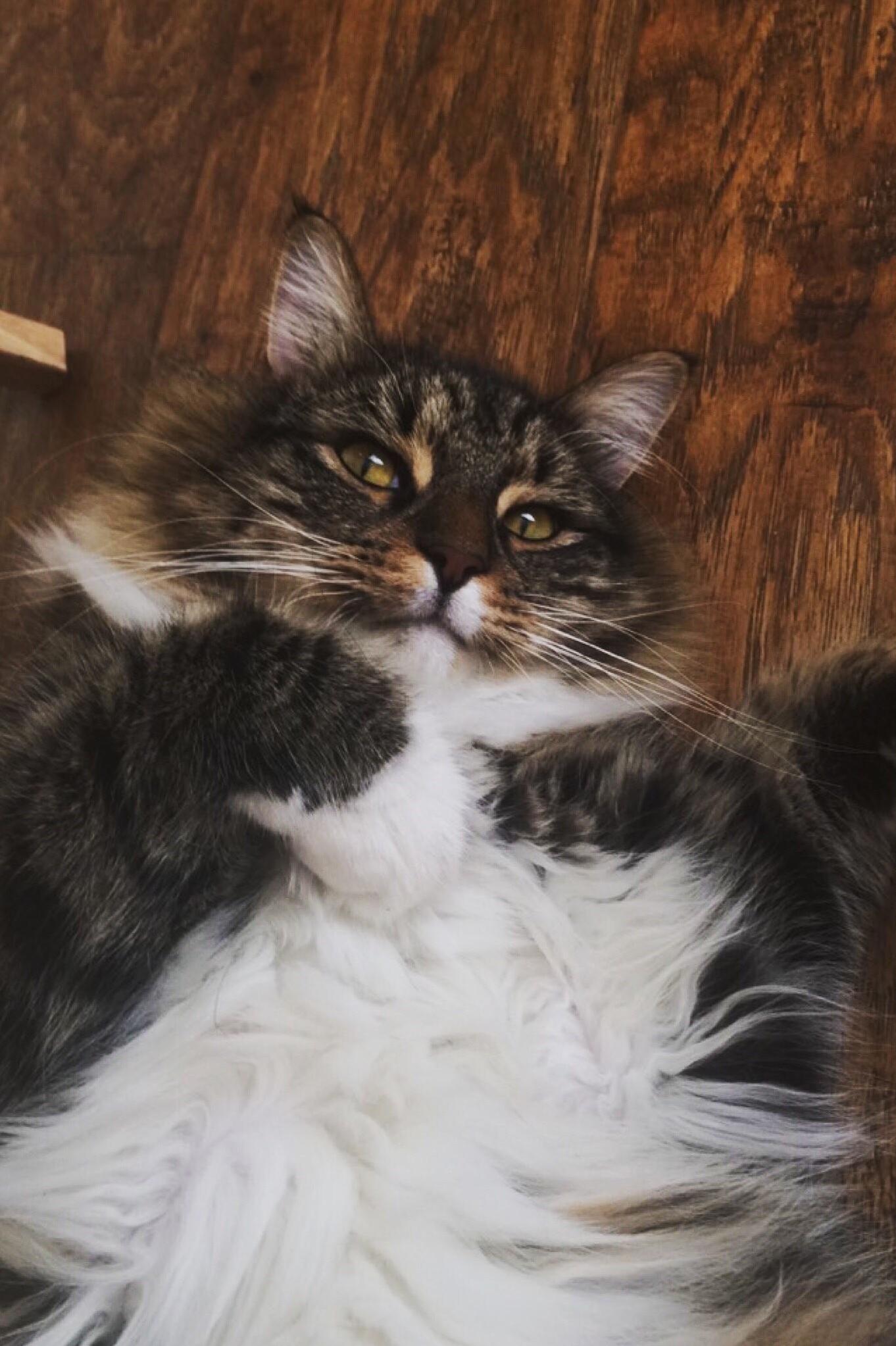 This Is My Floofy Cat Teemo