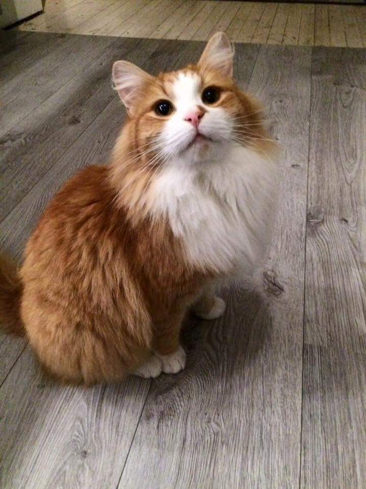 This Is My Girl Pippi Today Its Exactly One Year Since I Adopted Her from the Animal Shelter. Shes the Kindest Girl I Have Ever Met. Happy Pi Day Everyone