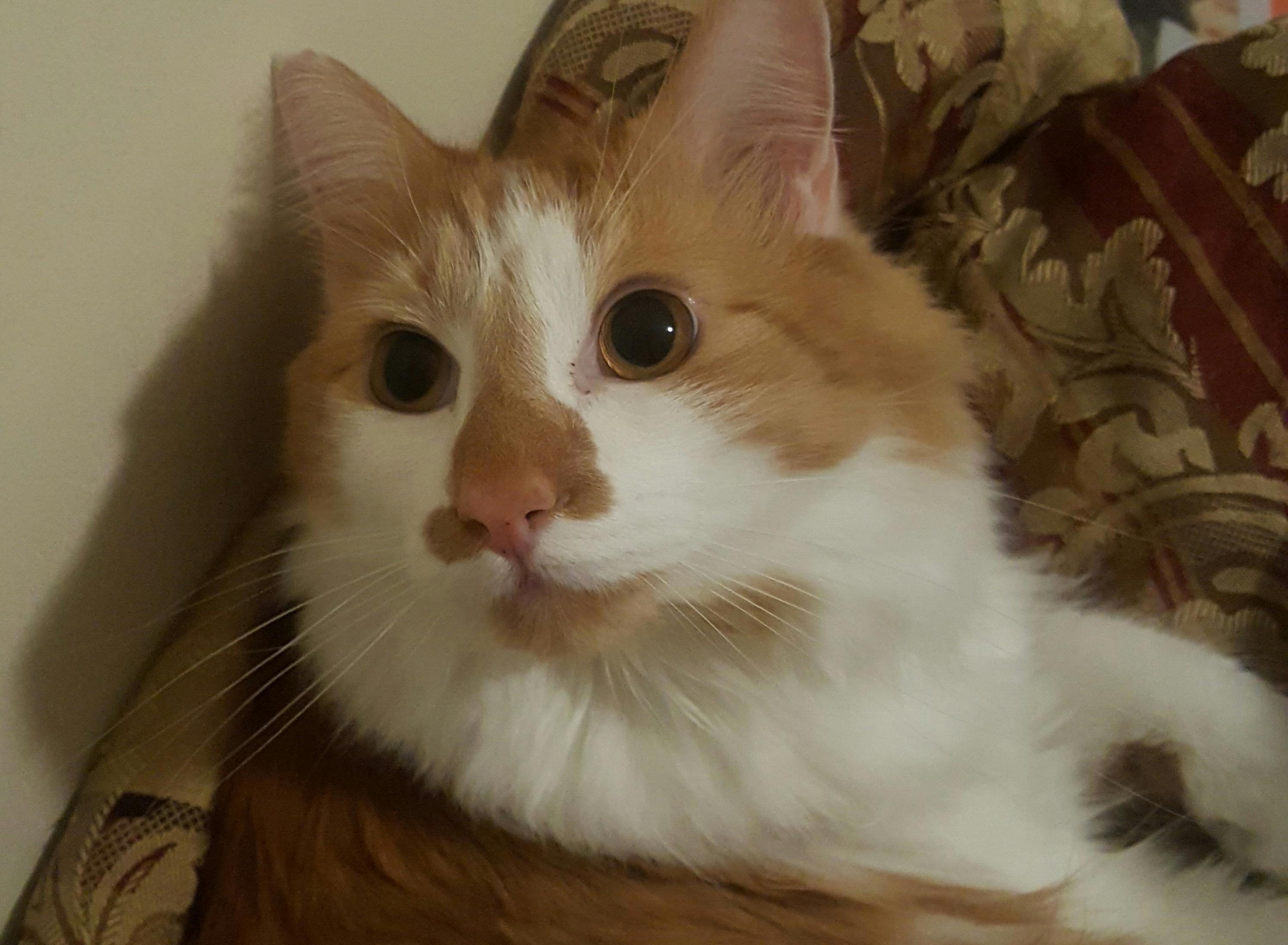 This Is My Pretty Little Demon Dexter 3