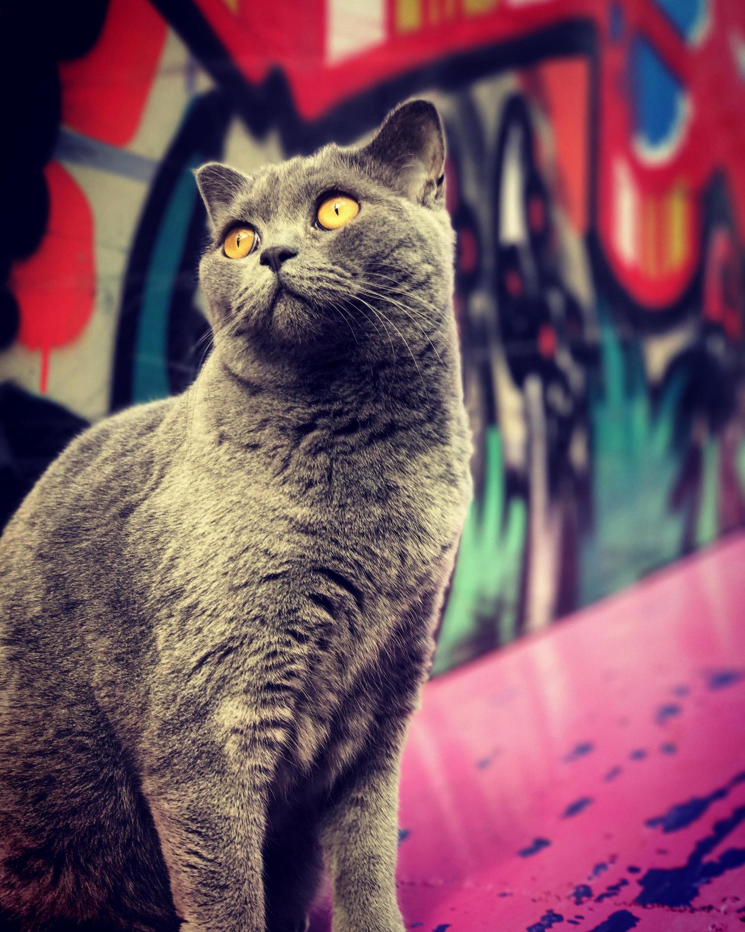 This Is Pepper She Is the Skatepark Cat She Loves to Curl Up Laugh at Me Whilst I Miss a True Fish Grind Over and Over Again You Can See More of Pepper on Instagram at Pepper and Cozmo the Bsh