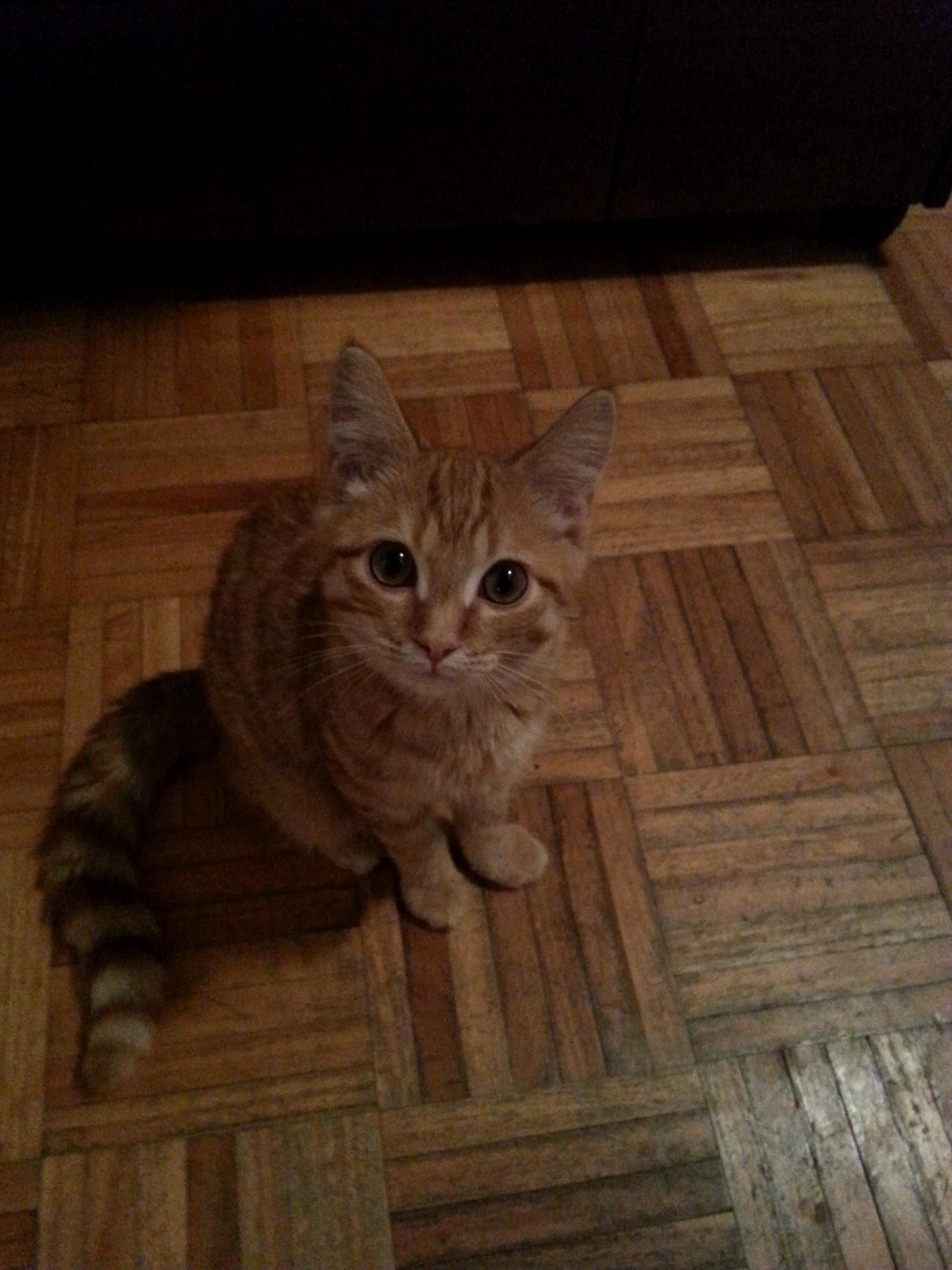 This Is Poppi My Girlfriend Has Cuteness Aggression and I Fear for Him Sometimes