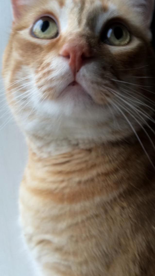 This Is Tank. He Lets Me Take Pictures of His Majesty