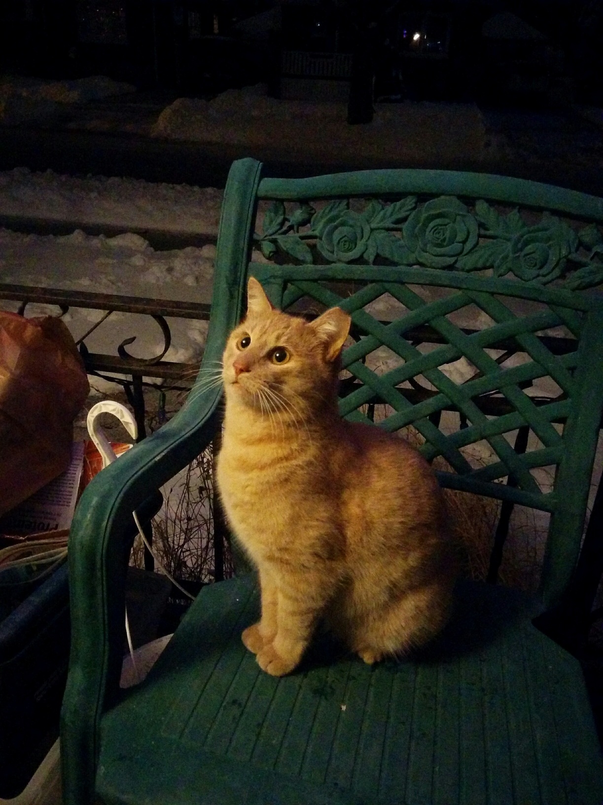 This Is the Neighborhood Stray That Comes to Visit Me Nightly. He Is Super Cute and Has Become Quite Friendly. I Have Named Him Jimmy. Xpost from Rcatpictures