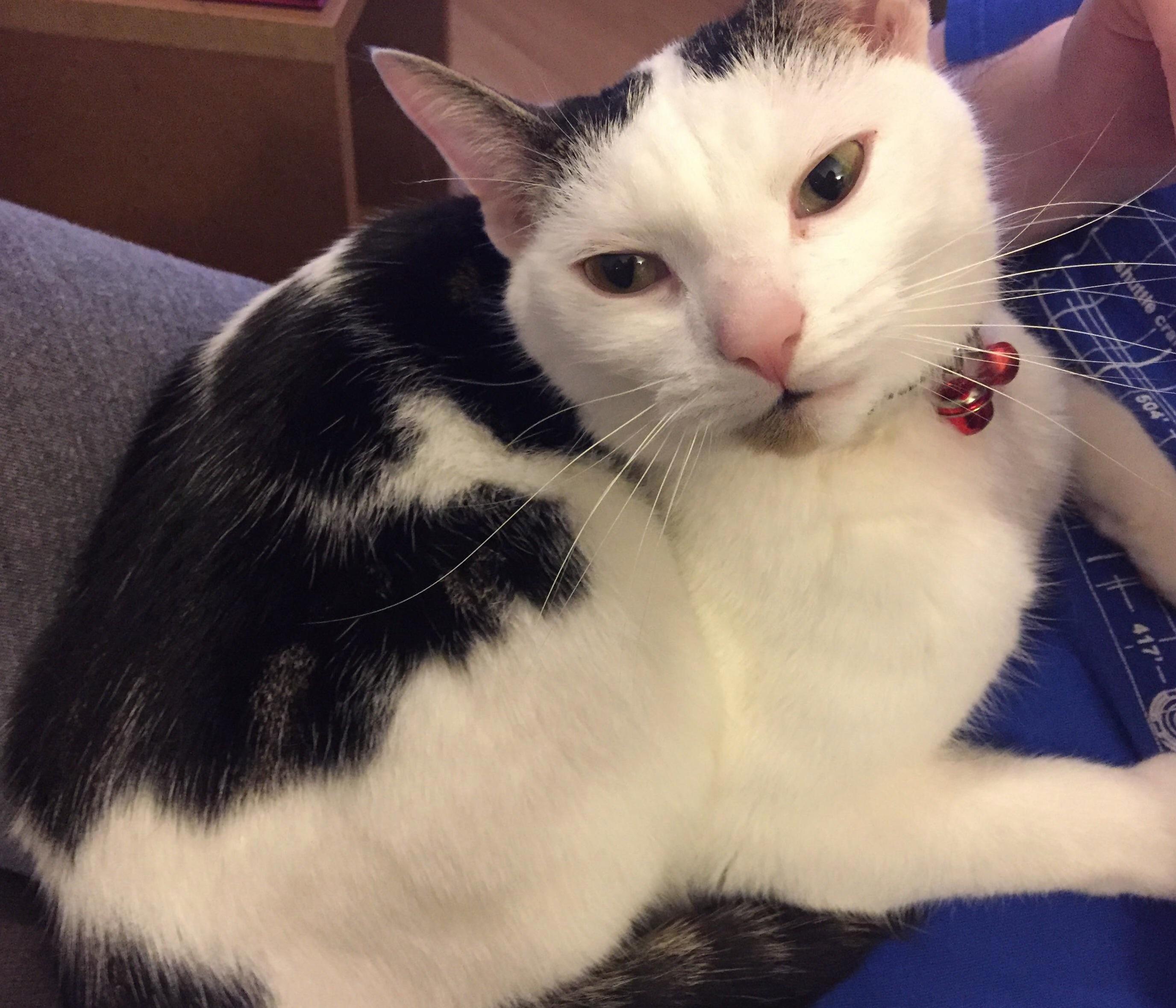 This Is Theo Loved to Bits but Dont Know What Mix of Breeds He Is Thoughts