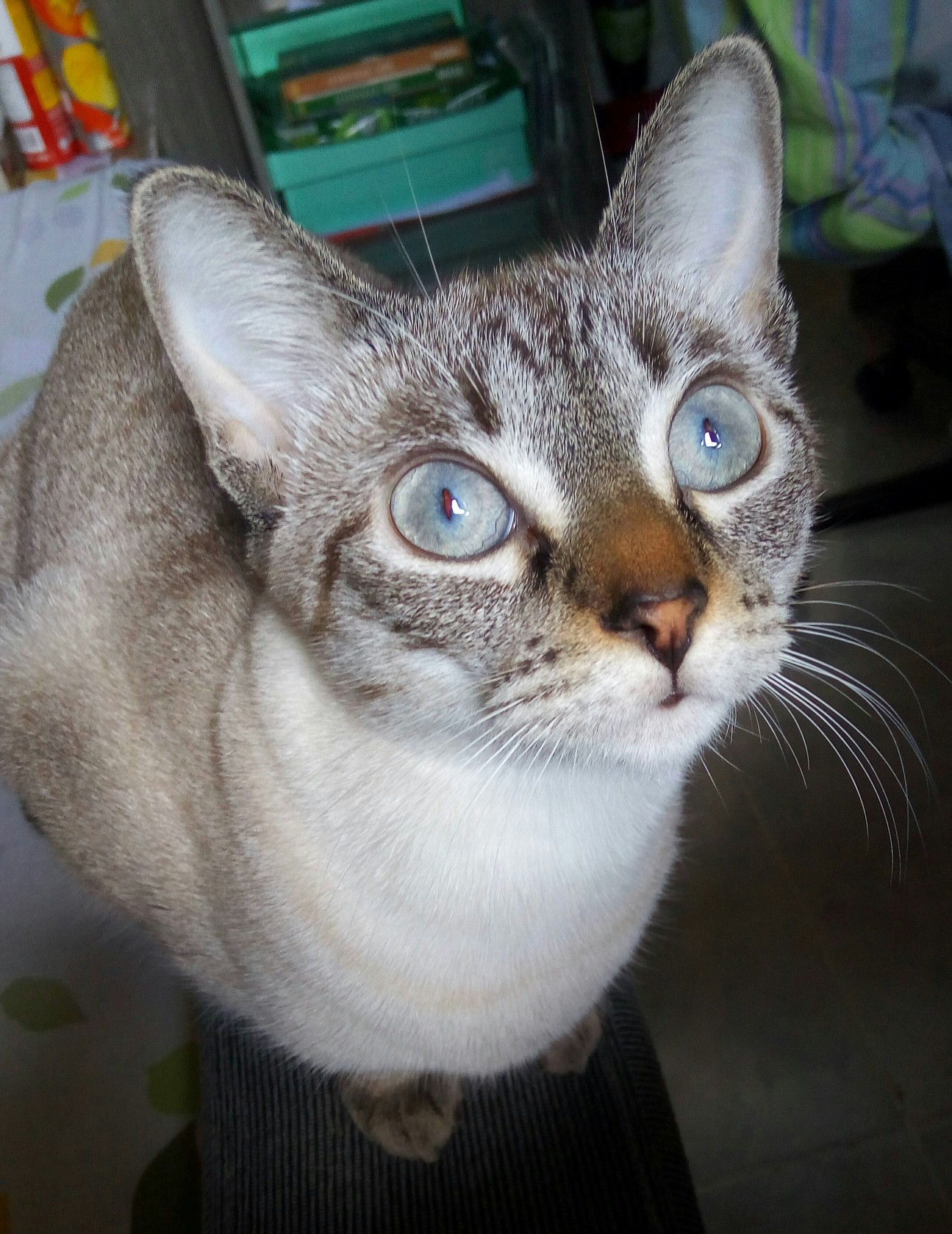 This Is Venus the Cat That Saw the Light