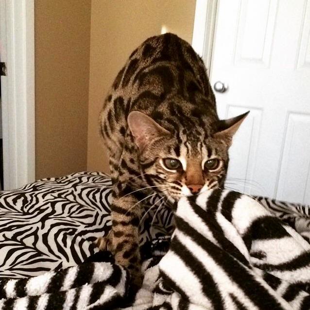 This Is What Happens When You Hit the Snooze Button One Too Many Times.