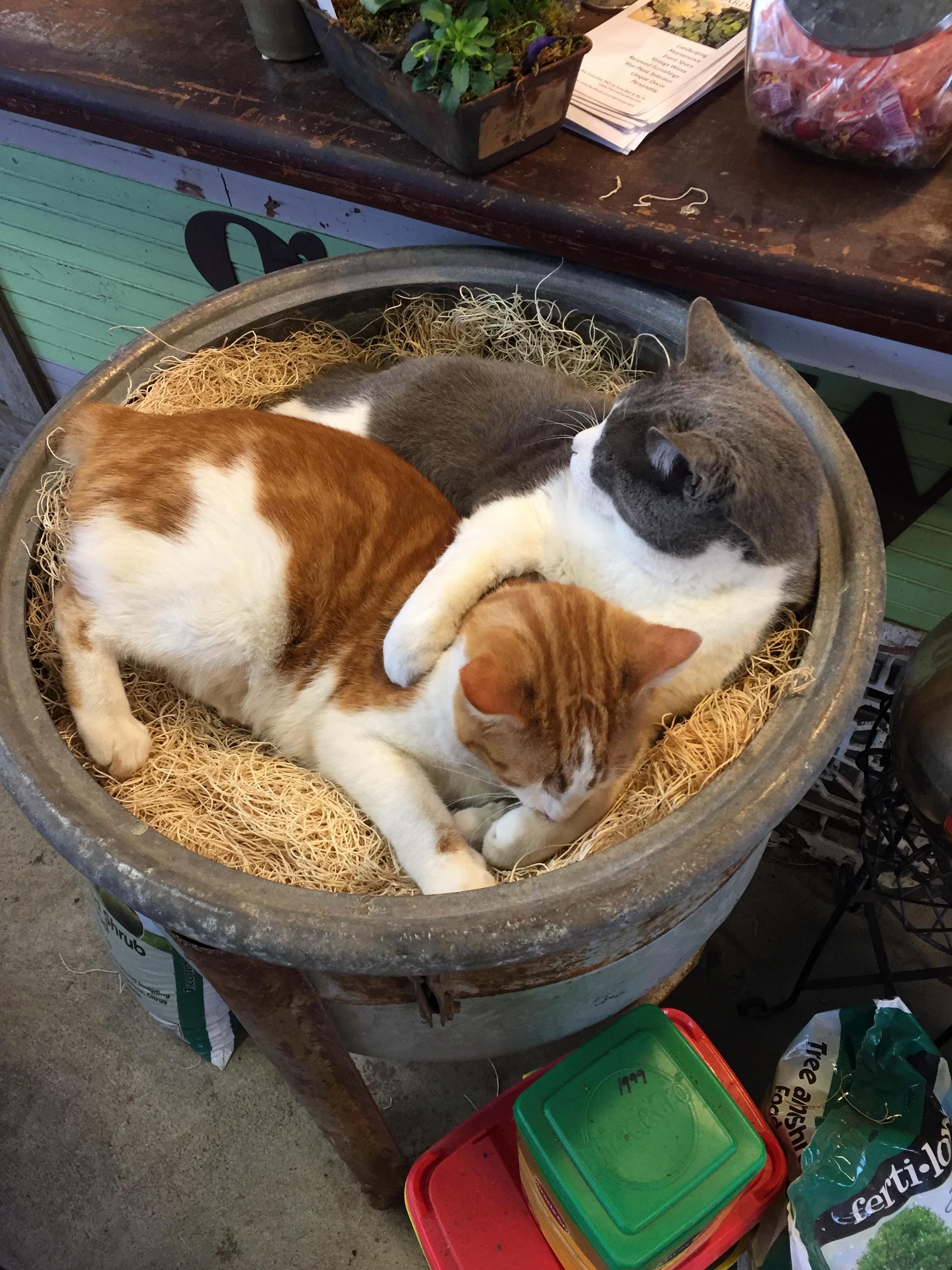 This Is Where They Lay So the Customers Pet Them