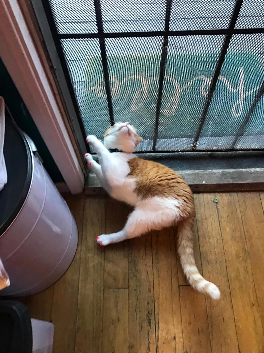 This Is Why I Dont Let Her Outside. Whenever I Do She Sits by the Door Meowing Trying to Get Out for Days on End. She Was on a Leash Btw Not Outside Unsupervised