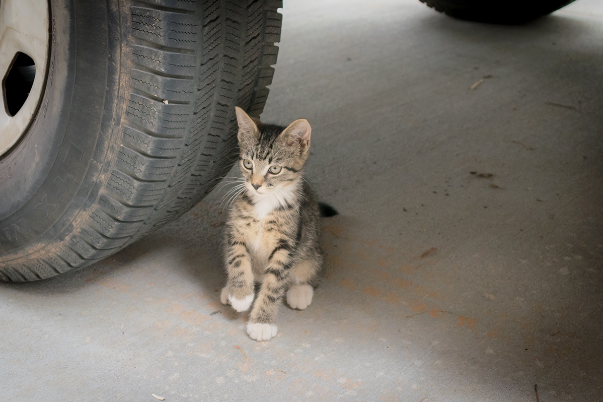 This Kitten Shreds Some Mean Thread