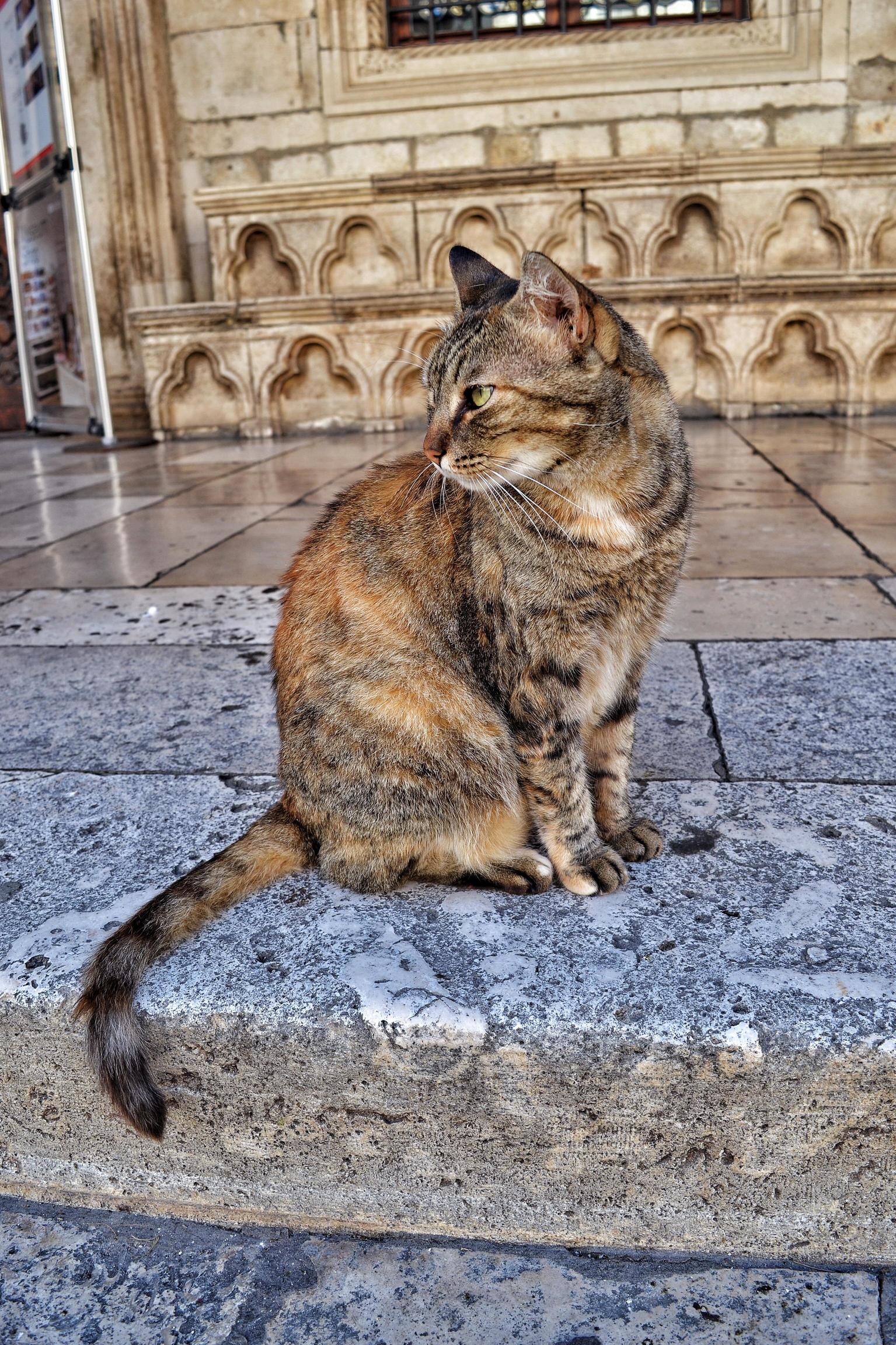This Lady Posed for Me in Dubrovnik aka Kings Landing