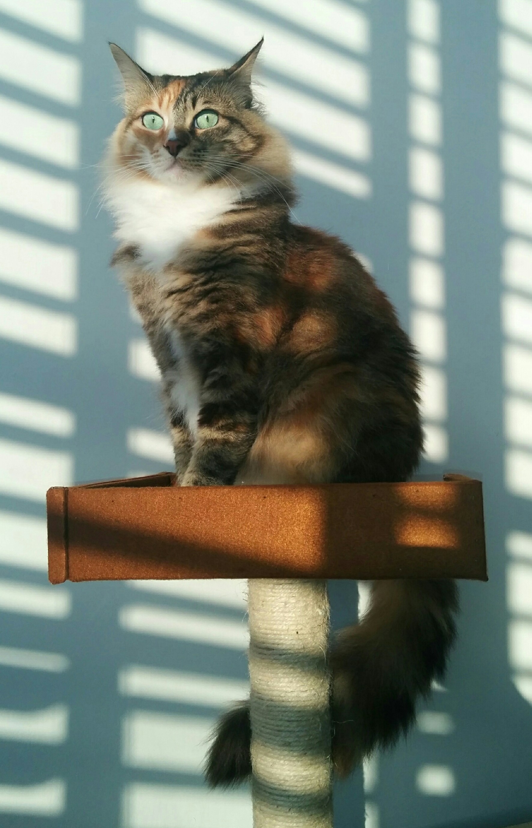 This Majestic Fluffball