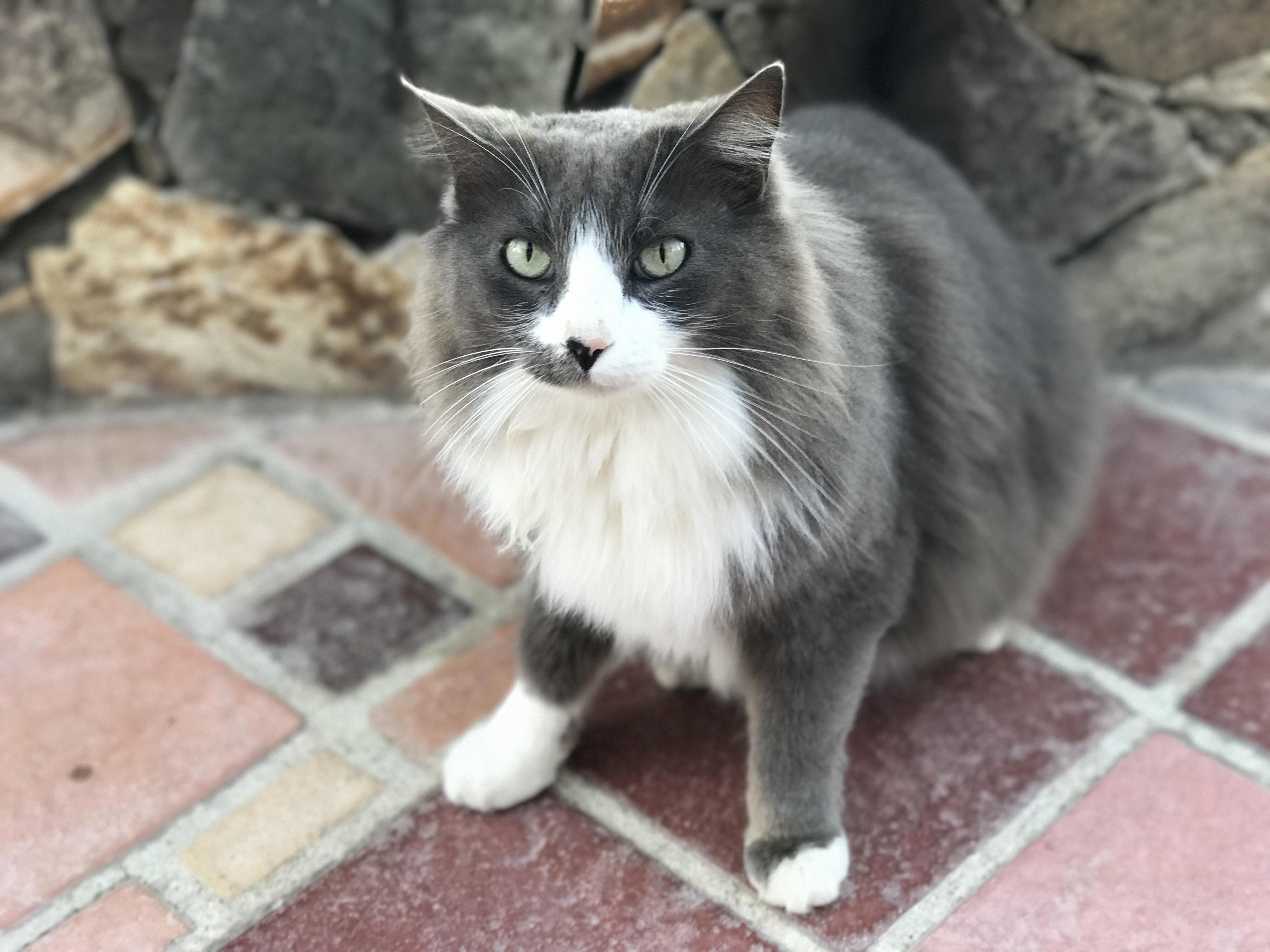 This Majestic Guy and His Friends Came Up to My Table at a Restaurant.