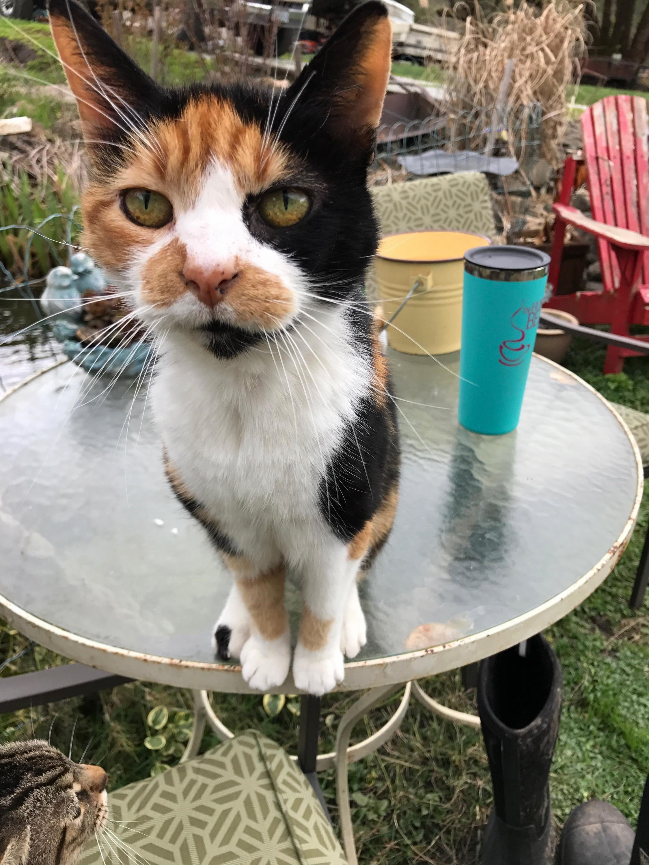 This Old Curious Girl from Back Home