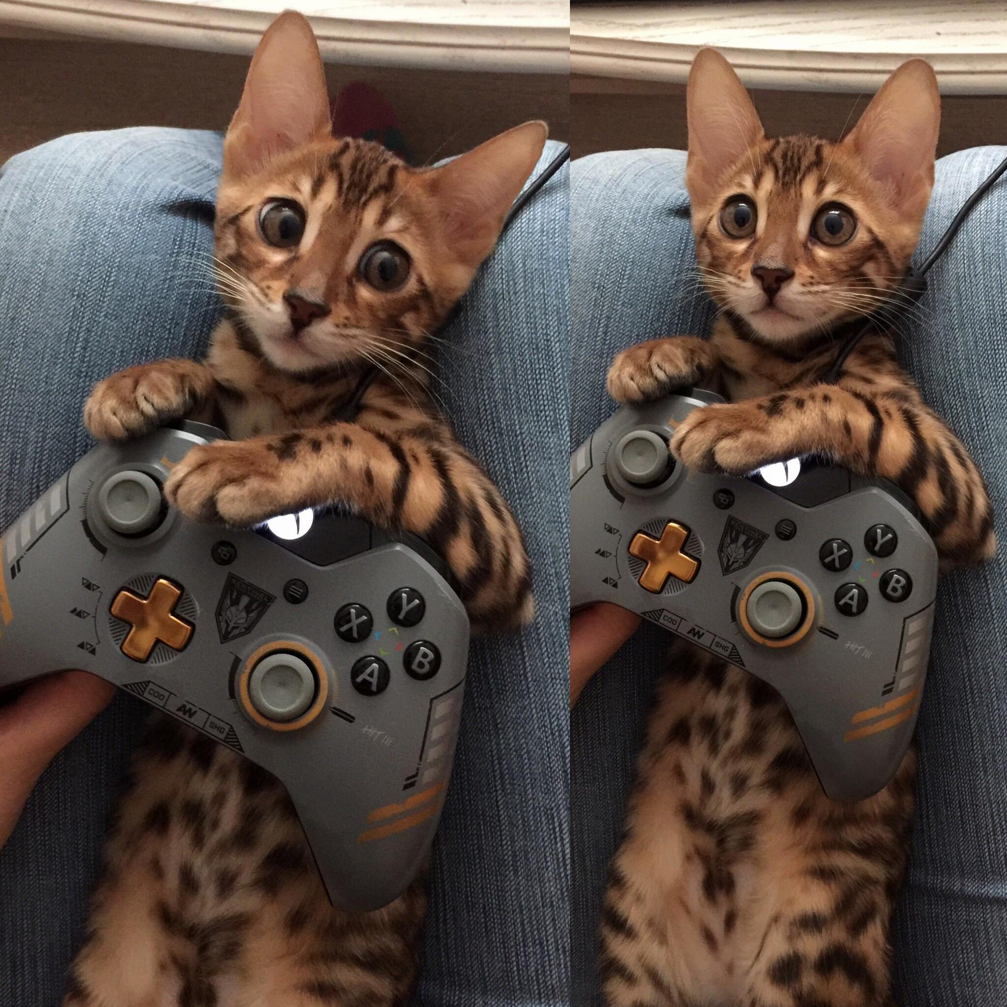 This Photo Was Taken When My Cat Lissy Was 6-7 Months We Were Very Fond of Her Playing Computer Games Not in All the Games I Have Someone to Play with and It Helped Me